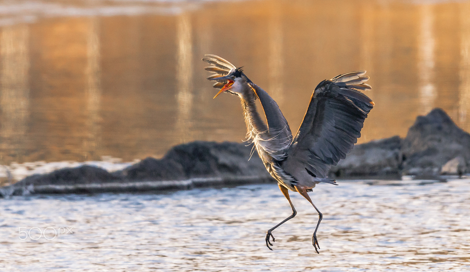Canon EF 600mm F4L IS II USM sample photo. Blue heron photography
