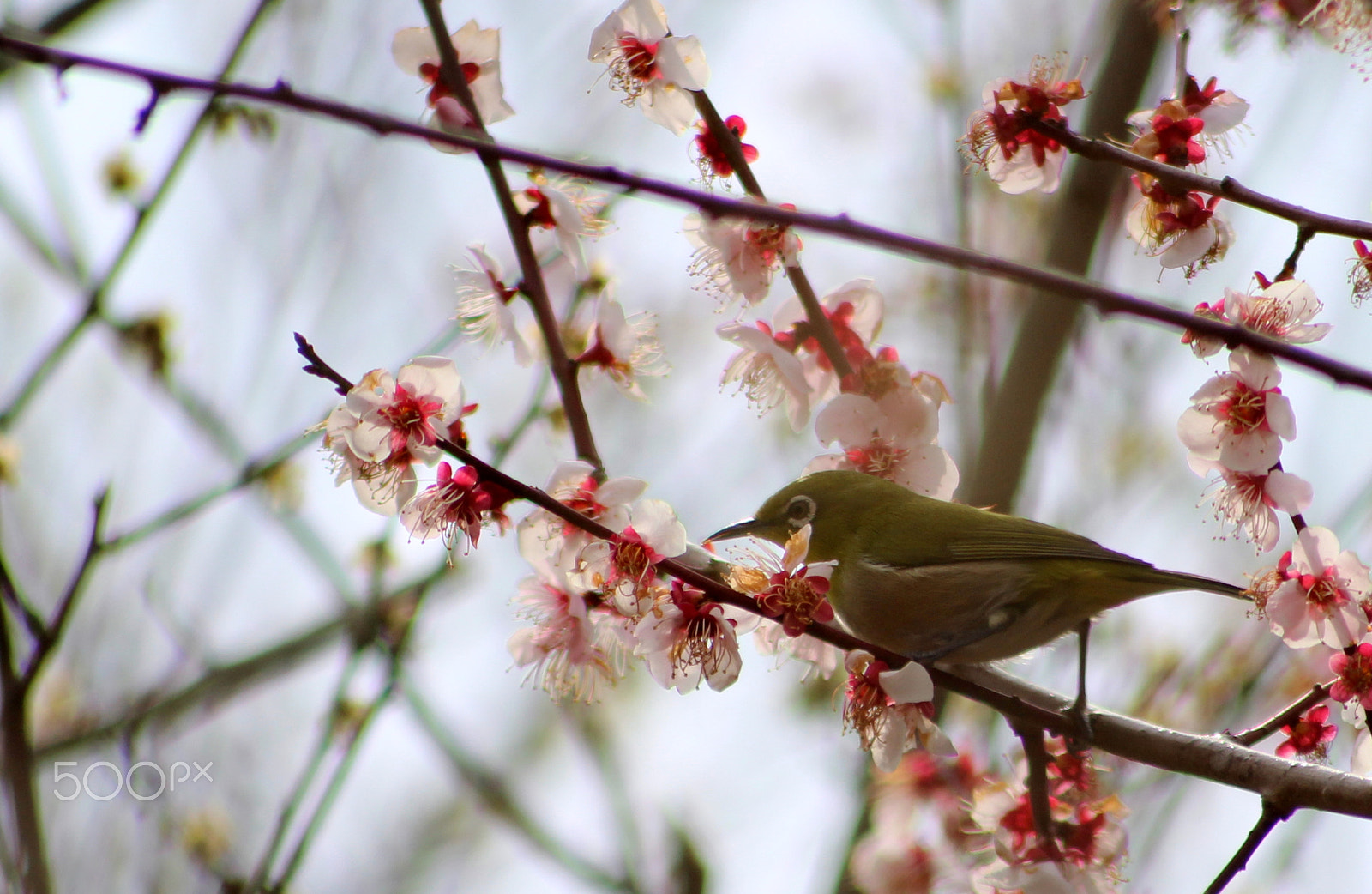 Canon EOS 600D (Rebel EOS T3i / EOS Kiss X5) sample photo. Coming of spring photography