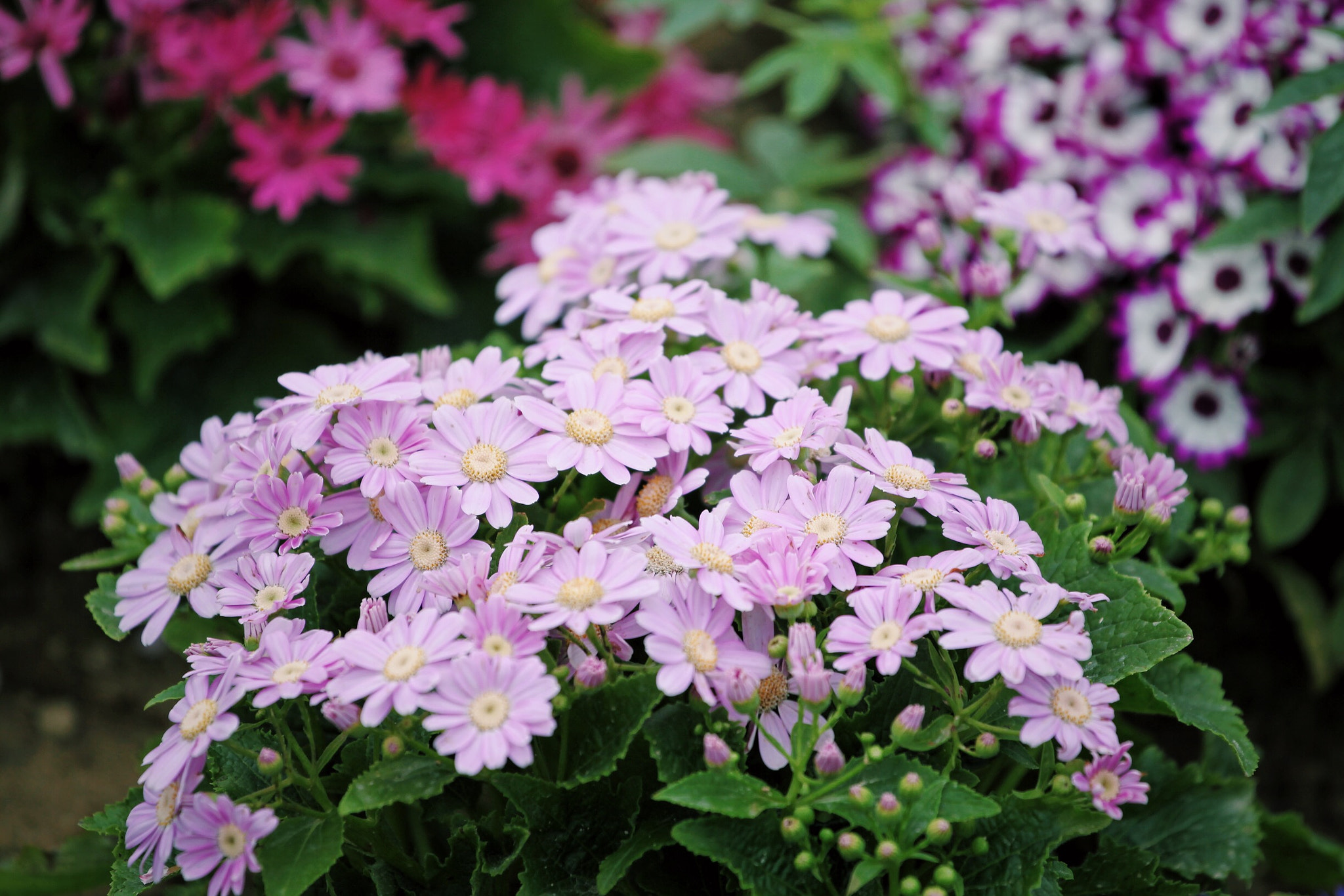Canon EF 70-200mm F4L USM sample photo. Colour of flowers photography