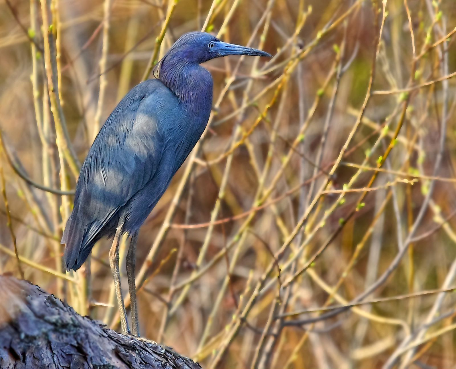 Pentax K-5 IIs sample photo. First little blue heron taken year ago photography