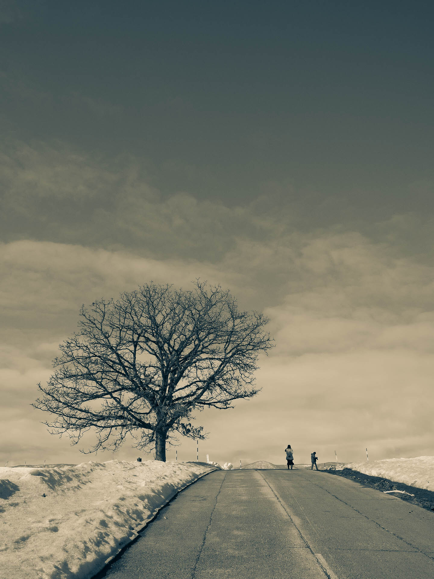 Panasonic Lumix DMC-GX7 + LEICA DG SUMMILUX 15/F1.7 sample photo. White tree photography