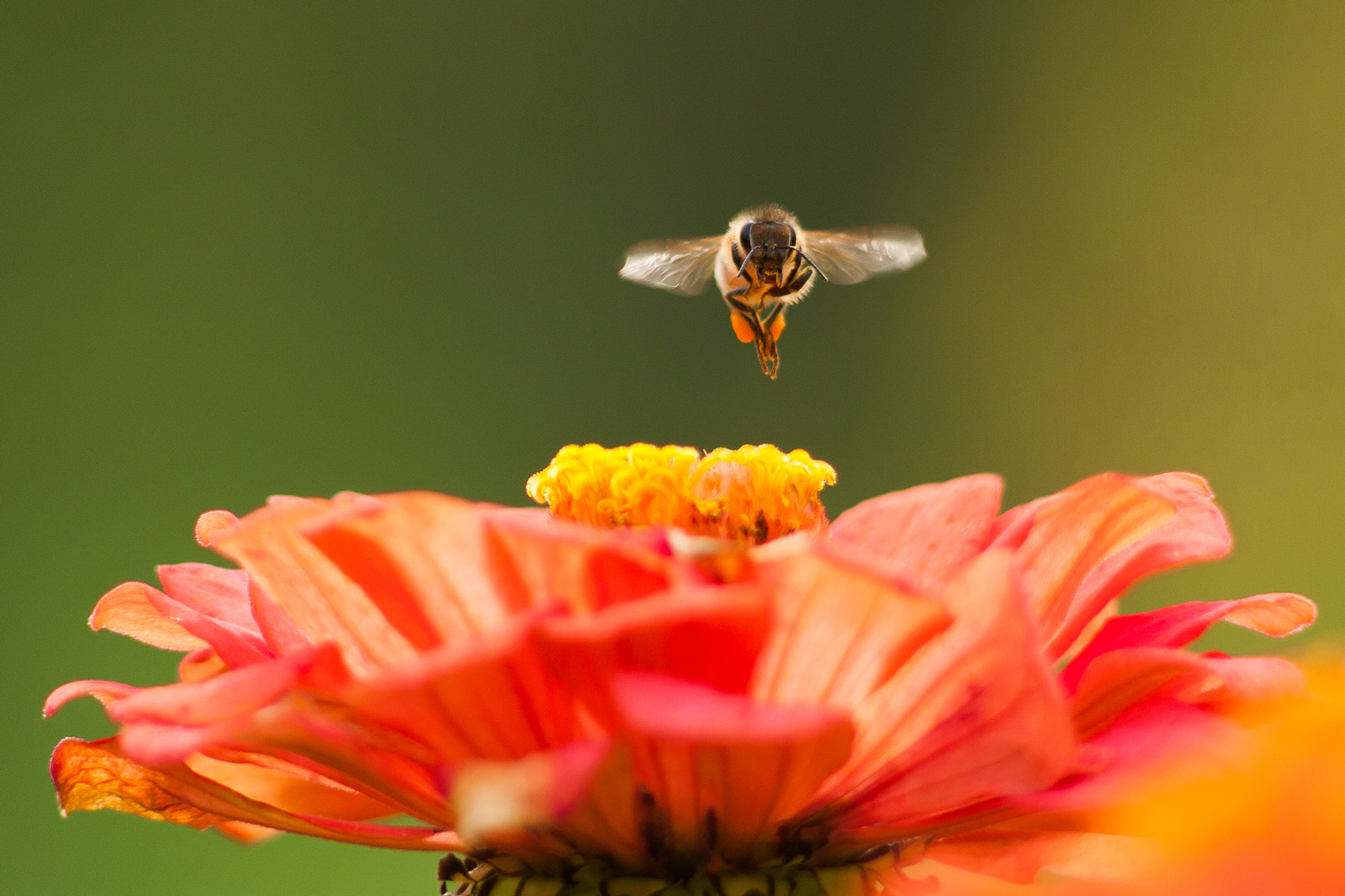 Canon EF 100-300mm F4.5-5.6 USM sample photo. Landing zone photography