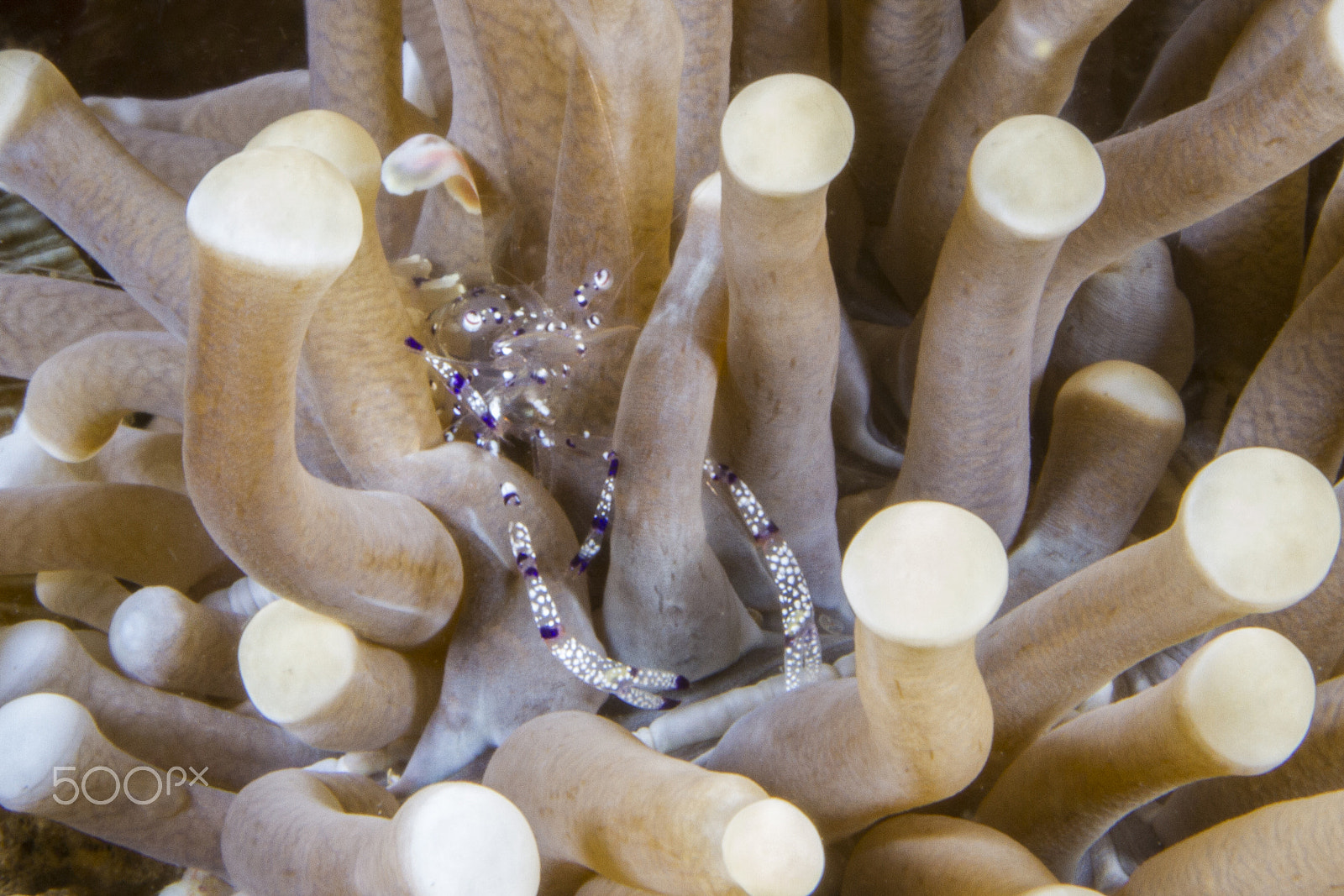 Canon EOS 7D + Sigma 50mm f/2.8 EX sample photo. Shrimp on anemone photography