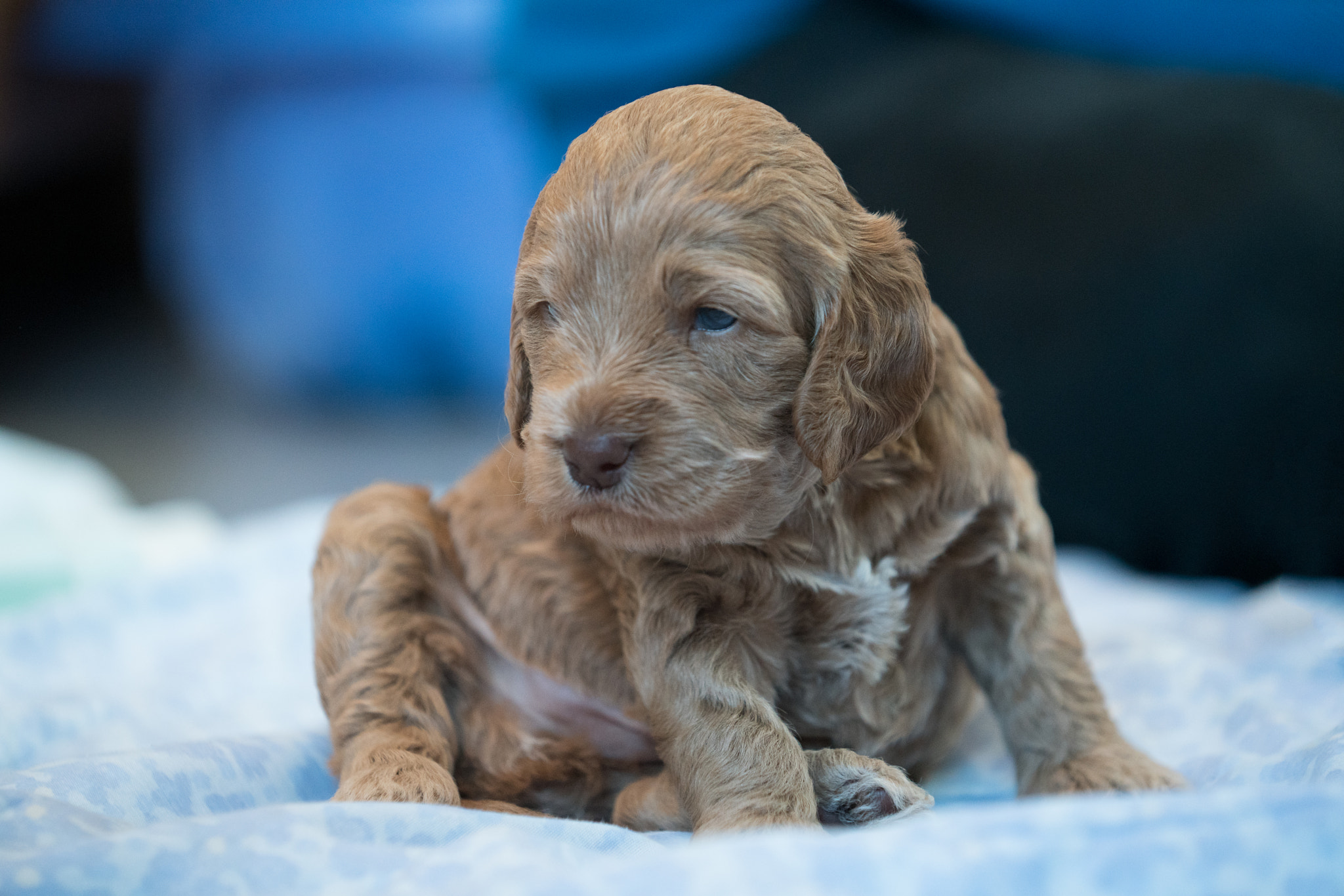 Sony a7R II + Minolta/Sony AF 70-200mm F2.8 G sample photo. Puppy overload photography