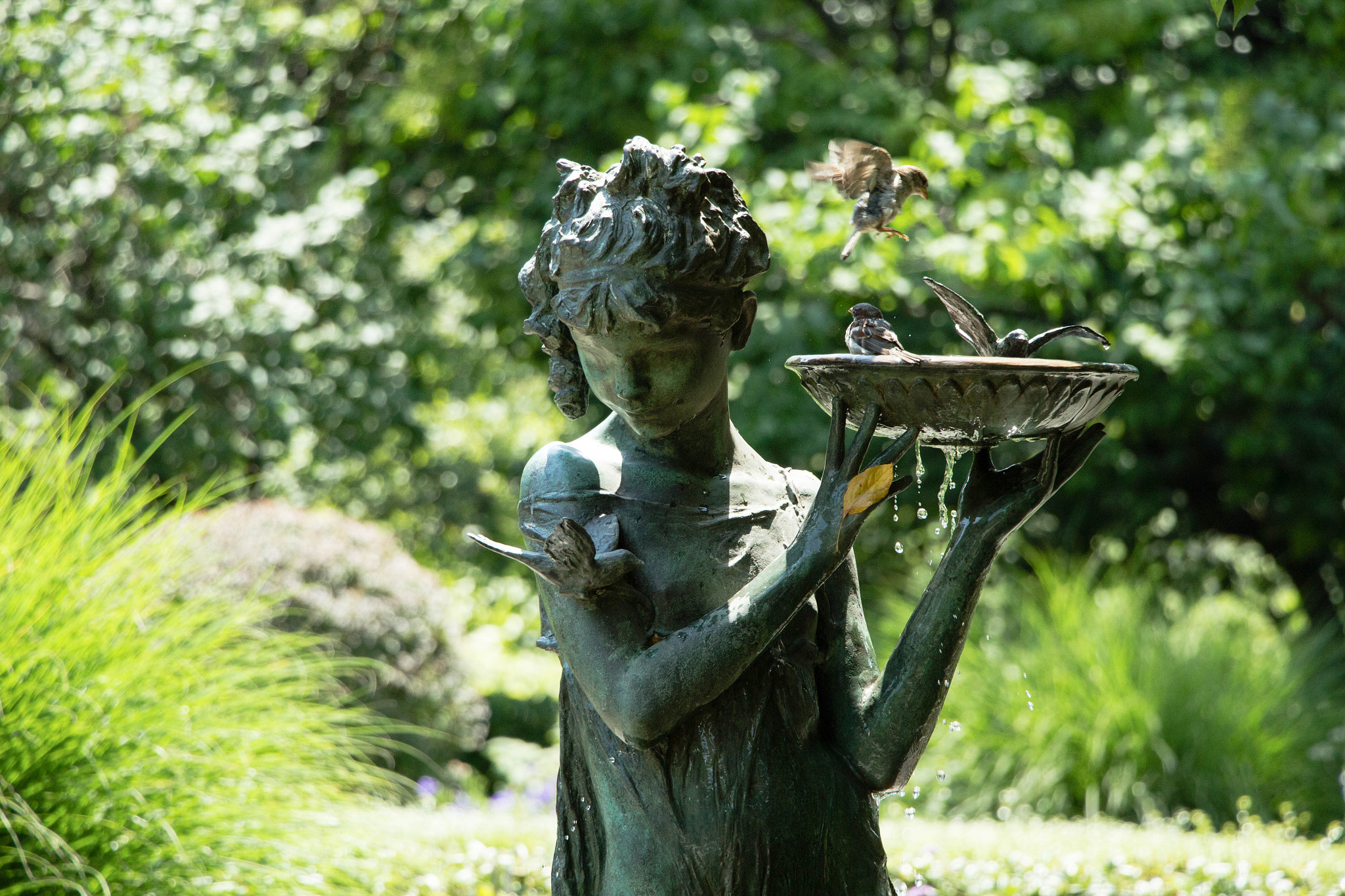 Canon EF-S 18-135mm F3.5-5.6 IS STM sample photo. Will the real tweety please stand up? photography
