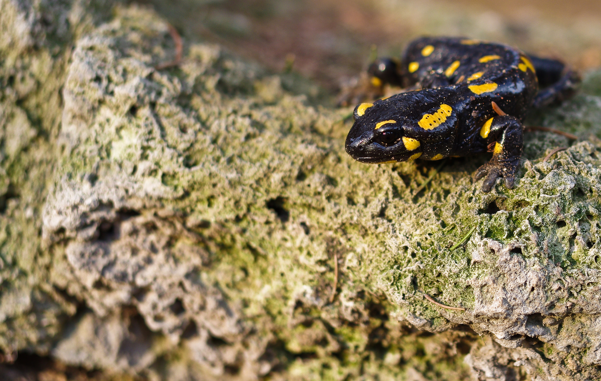 Pentax smc DA 35mm F2.4 AL sample photo. Salamander photography