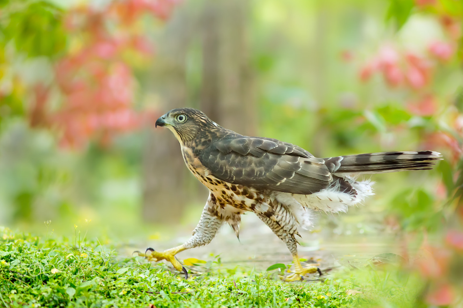Sony Sonnar T* 135mm F1.8 ZA sample photo. ～ walk the walk ～ photography