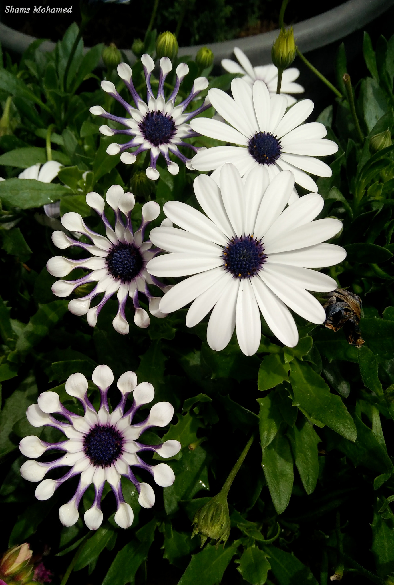 OPPO R7 Lite sample photo. Chrysanthemum flower photography
