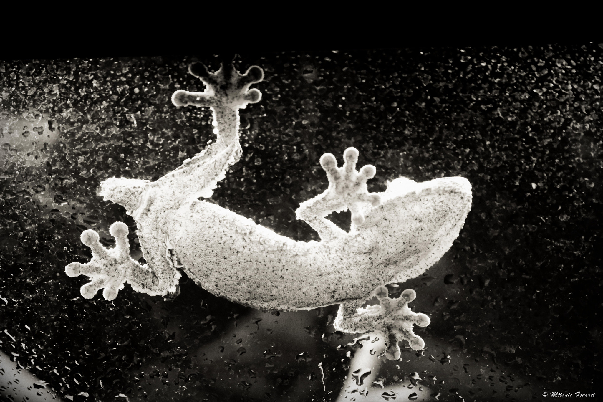 Canon EF 28-90mm f/4-5.6 sample photo. Gecko photography