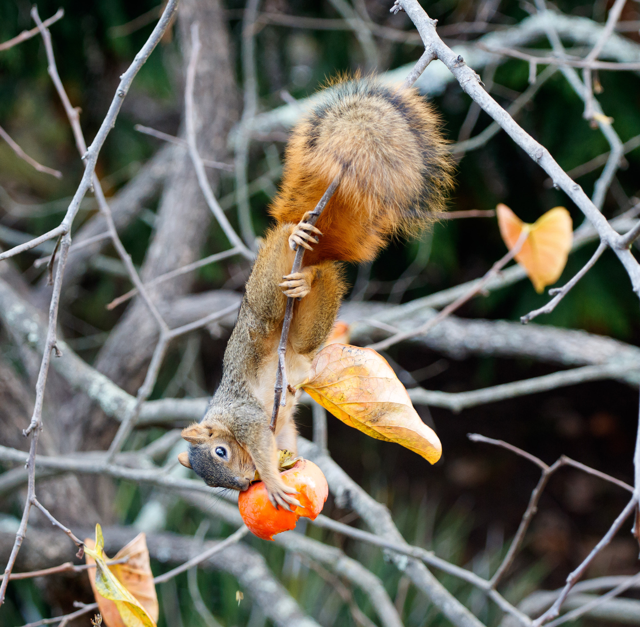 Canon EOS M3 + Canon EF 70-200mm F4L USM sample photo. Squirrel stealing a persimmon photography