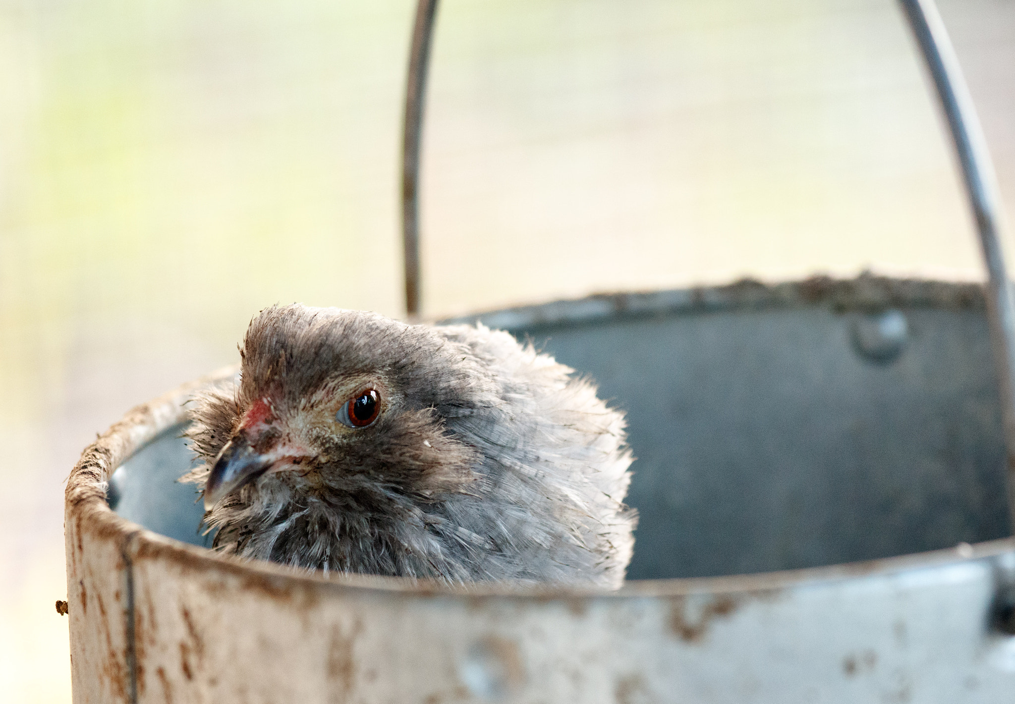 Canon EOS M3 + Canon EF 70-200mm F4L IS USM sample photo. Bantam in a bucket photography