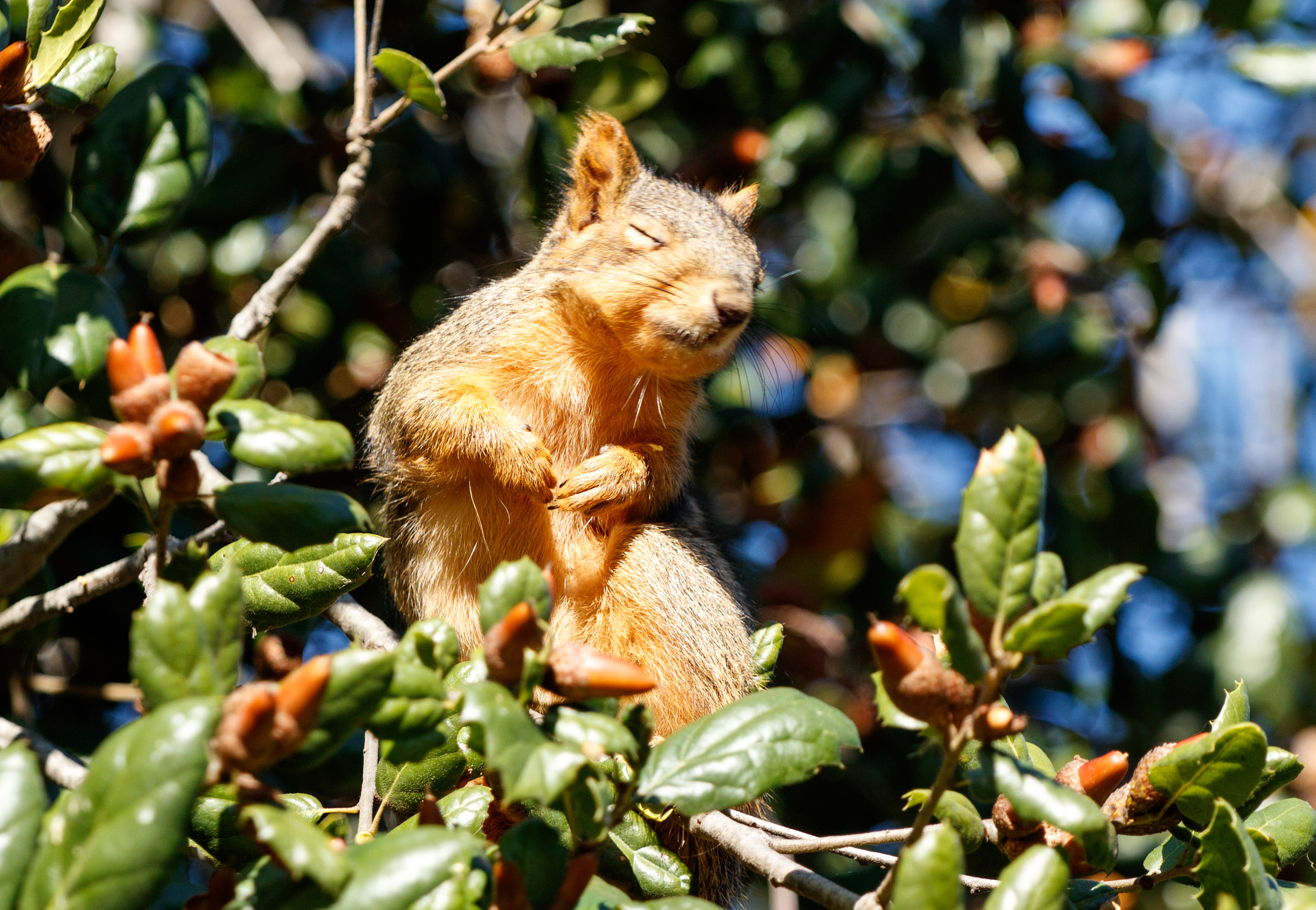 Canon EOS M3 + Canon EF 70-200mm F4L USM sample photo. Bashful squirrel photography