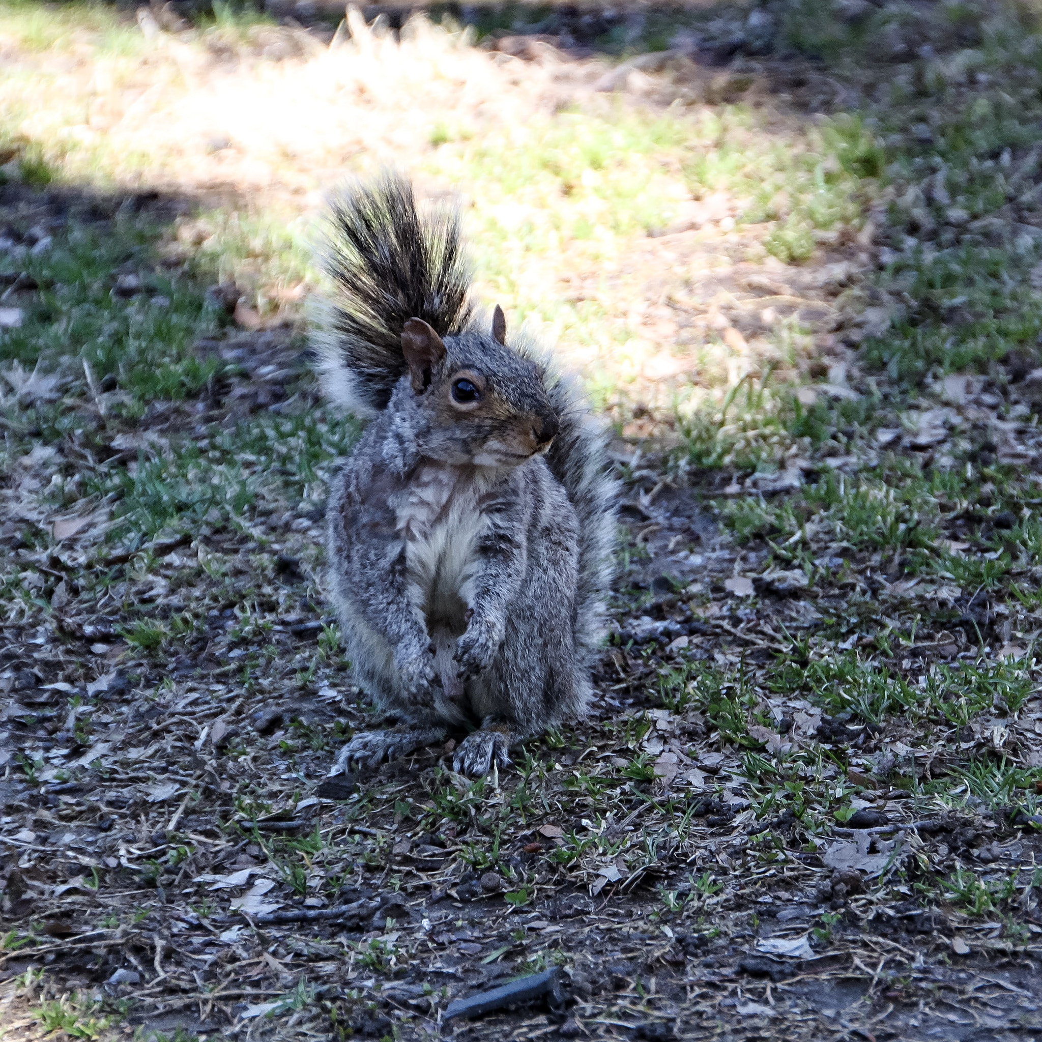 Sigma 18-250mm F3.5-6.3 DC OS HSM sample photo. Central park nyc photography
