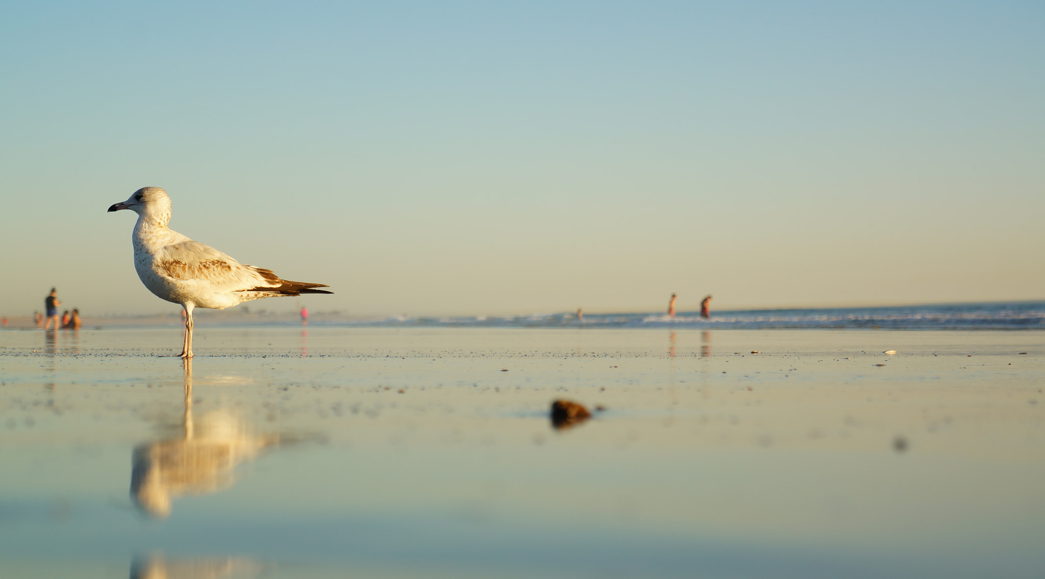 Sony Alpha NEX-5R + Sony E 18-55mm F3.5-5.6 OSS sample photo. Seagull sunset beach photography