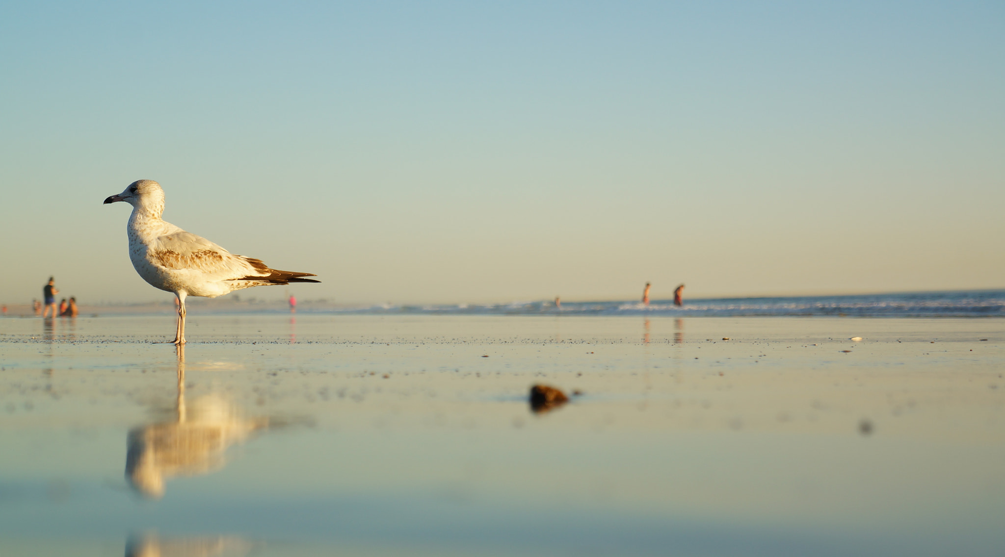 Sony E 18-55mm F3.5-5.6 OSS sample photo. Seagull sunset beach photography