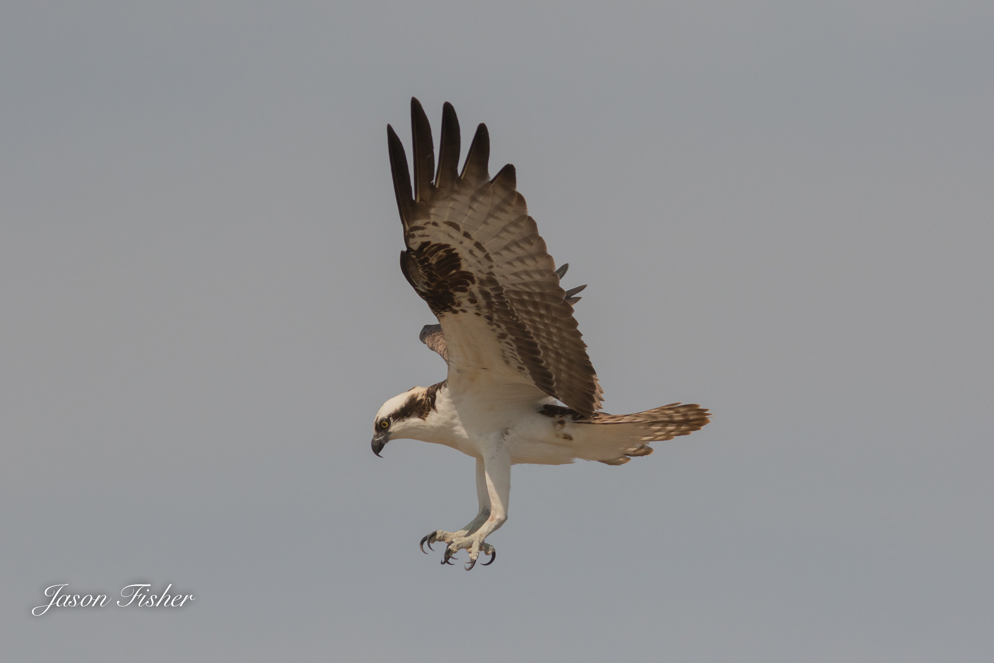 Canon EF 400mm F5.6L USM sample photo. Jdf11915.jpg photography