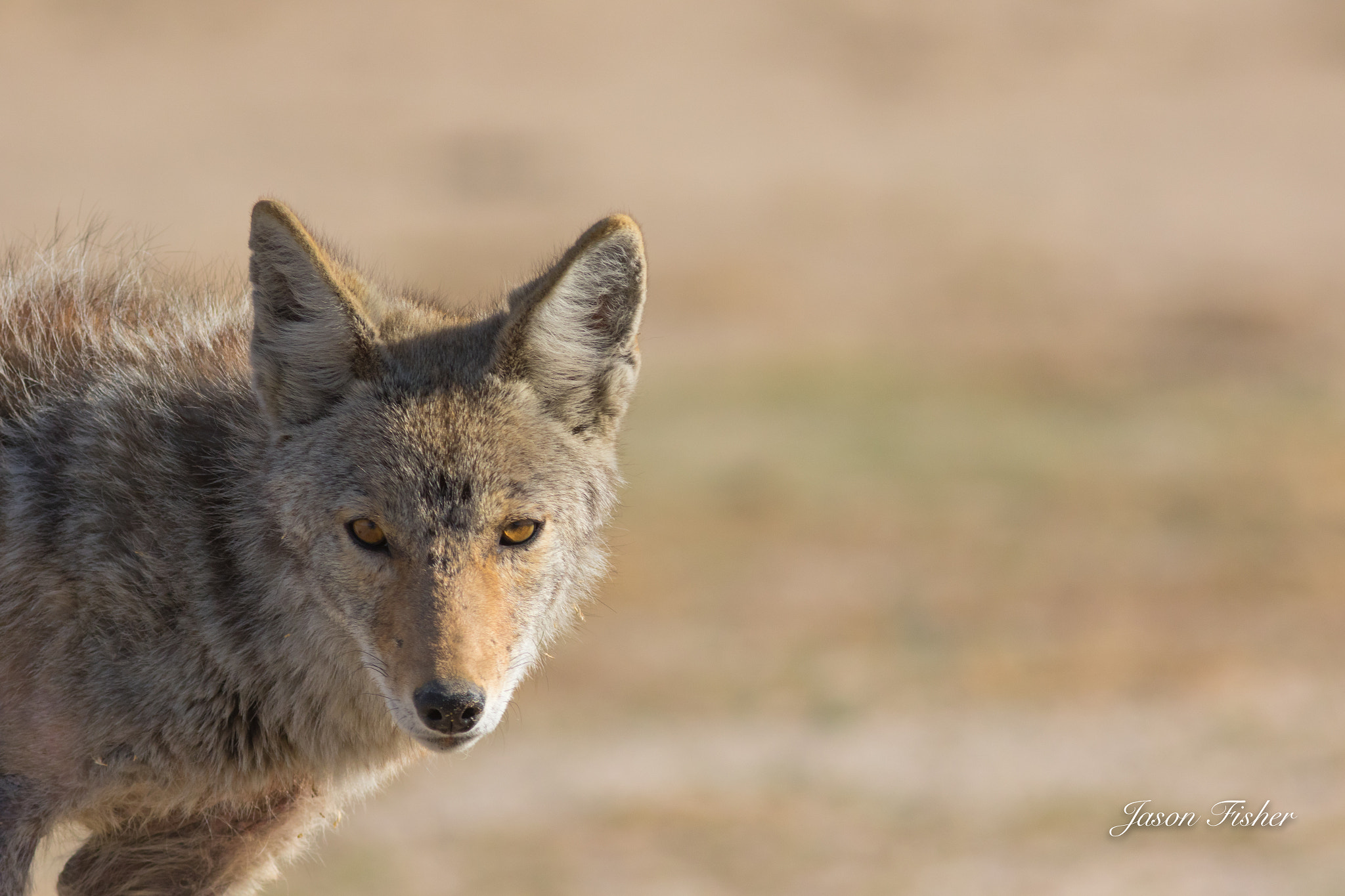 Canon EOS 7D Mark II + Canon EF 400mm F5.6L USM sample photo. Jdf10824.jpg photography