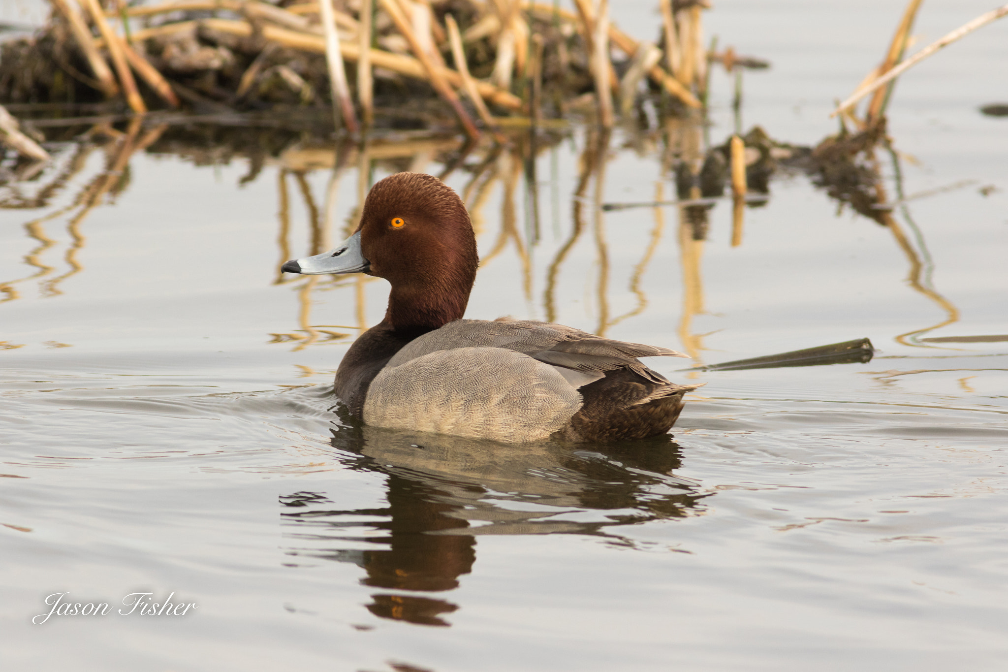 Canon EOS 7D Mark II + Canon EF 400mm F5.6L USM sample photo. Jdf11135.jpg photography