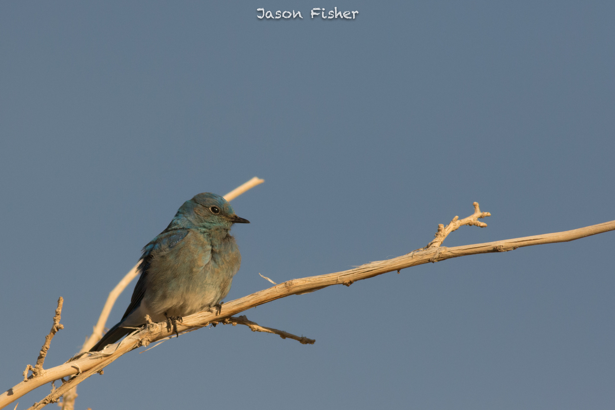 Canon EOS 7D Mark II + Canon EF 400mm F5.6L USM sample photo. Jdf11005.jpg photography