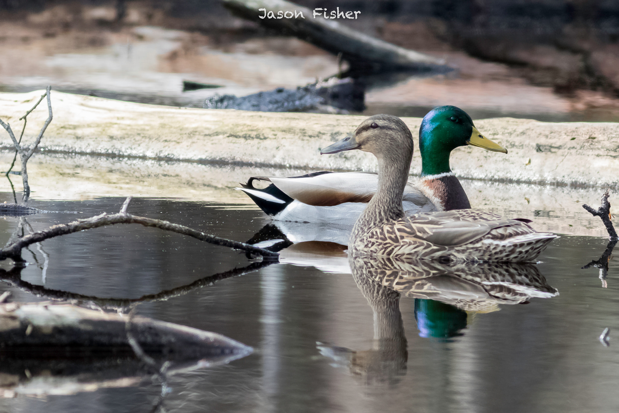 Canon EF 400mm F5.6L USM sample photo. Jdf10186.jpg photography