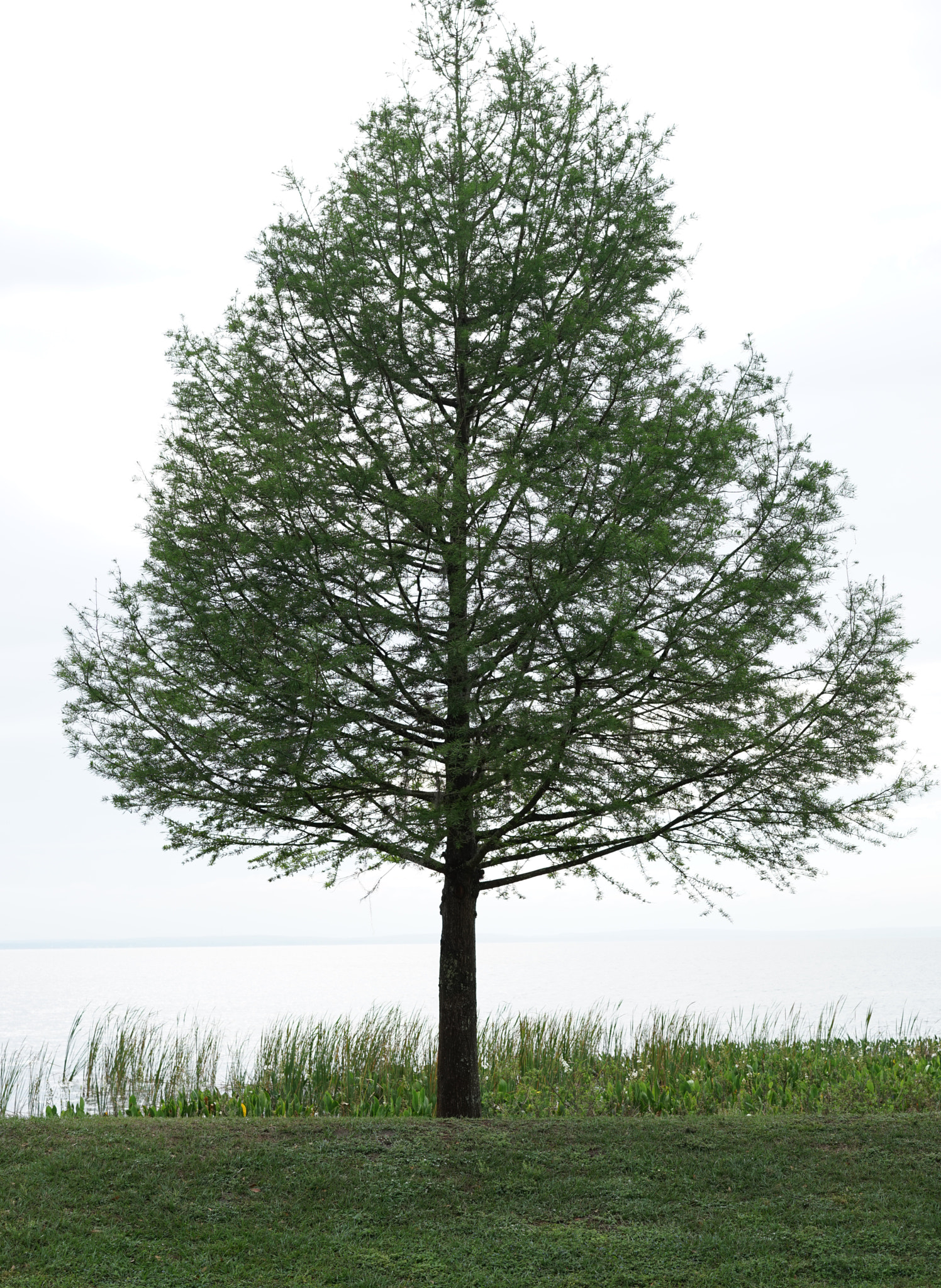 Sony a7R + Sony Sonnar T* FE 55mm F1.8 ZA sample photo. A tree photography