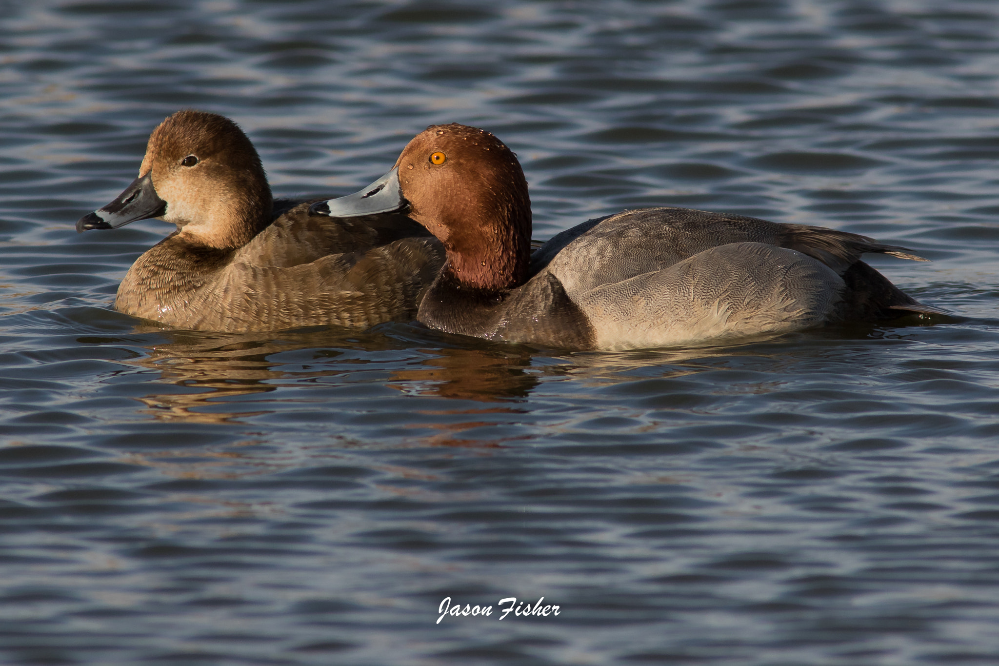 Canon EOS 7D Mark II + Canon EF 400mm F5.6L USM sample photo. Jdf10928.jpg photography