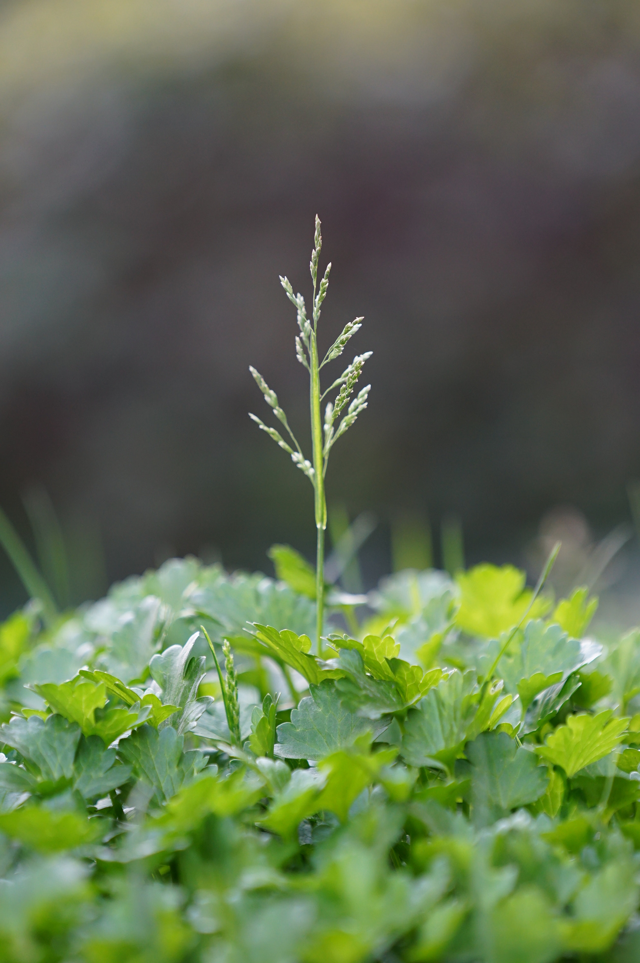 Sony FE 70-200mm F4 G OSS sample photo