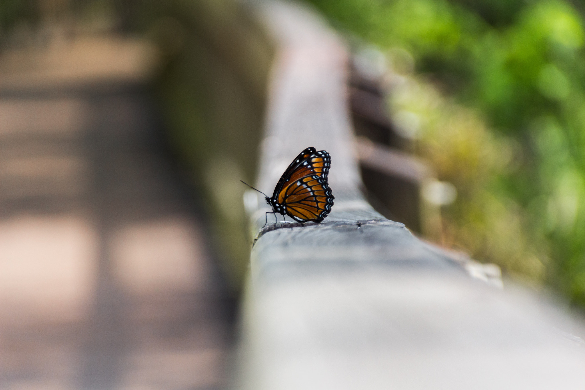 Sigma 18-250mm F3.5-6.3 DC OS HSM sample photo. Monarch butterfly at sawgrass lake park photography