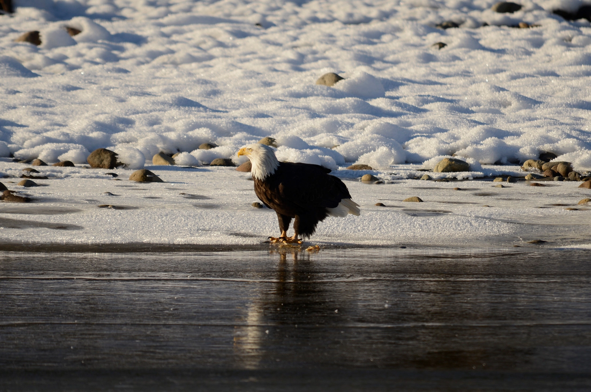 Sigma 120-400mm F4.5-5.6 DG OS HSM sample photo. () photography
