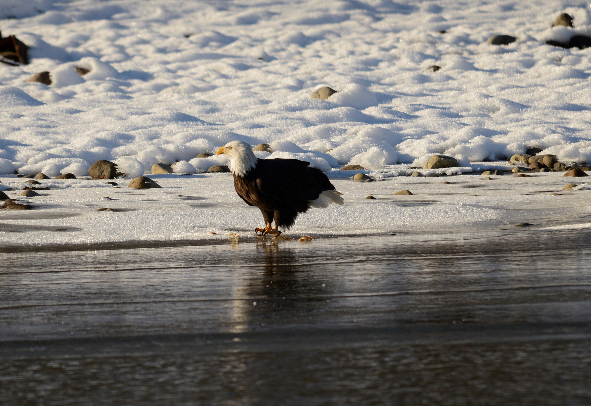 Sigma 120-400mm F4.5-5.6 DG OS HSM sample photo. () photography