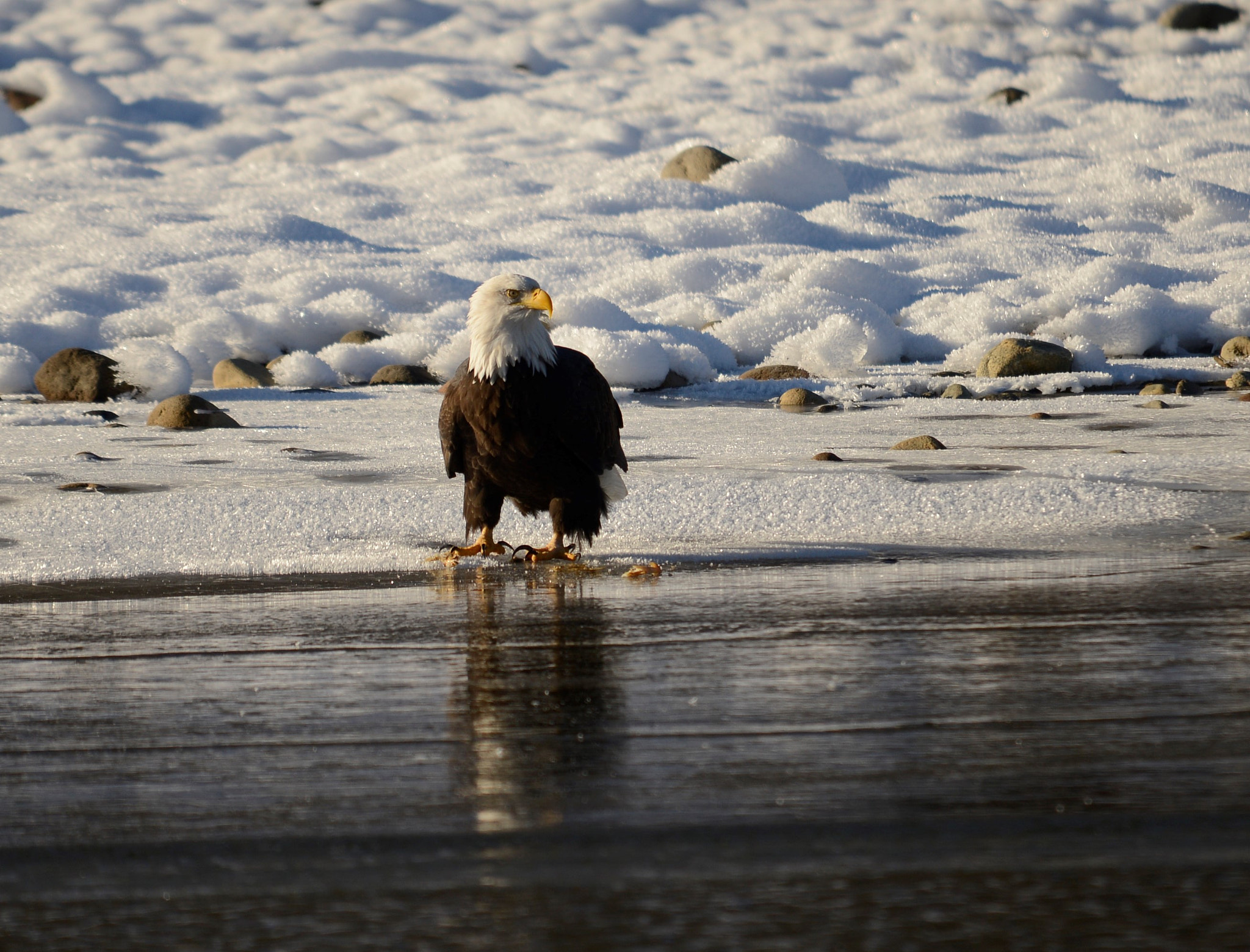 Sigma 120-400mm F4.5-5.6 DG OS HSM sample photo. () photography