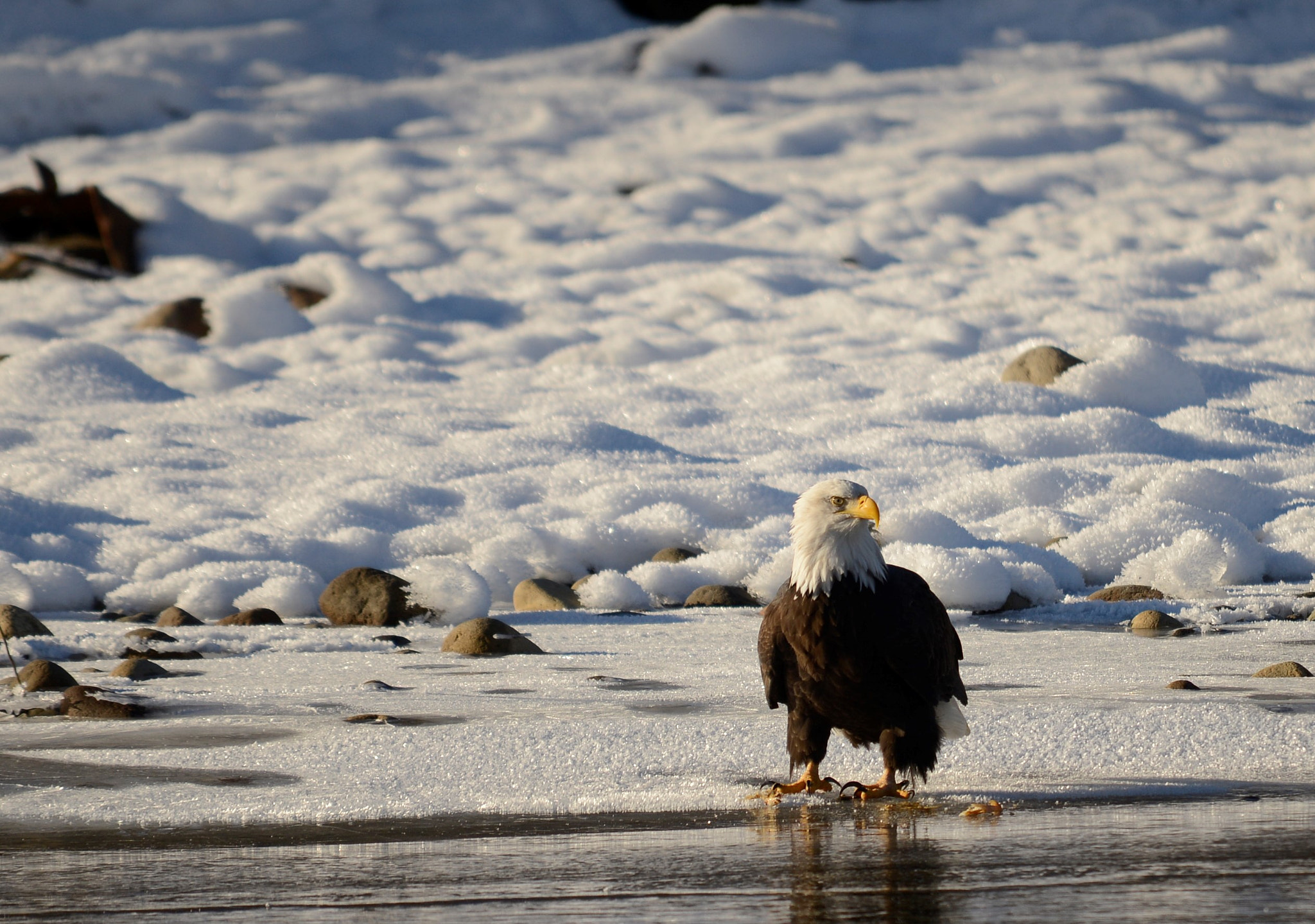 Sigma 120-400mm F4.5-5.6 DG OS HSM sample photo. () photography