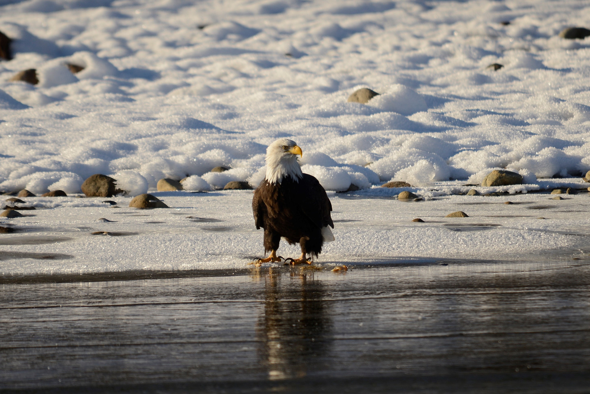 Sigma 120-400mm F4.5-5.6 DG OS HSM sample photo. () photography
