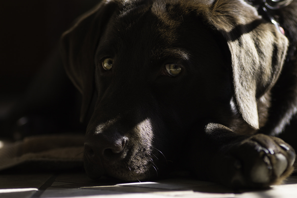 Canon EOS 1100D (EOS Rebel T3 / EOS Kiss X50) + Tamron SP AF 90mm F2.8 Di Macro sample photo. Baki pup photography