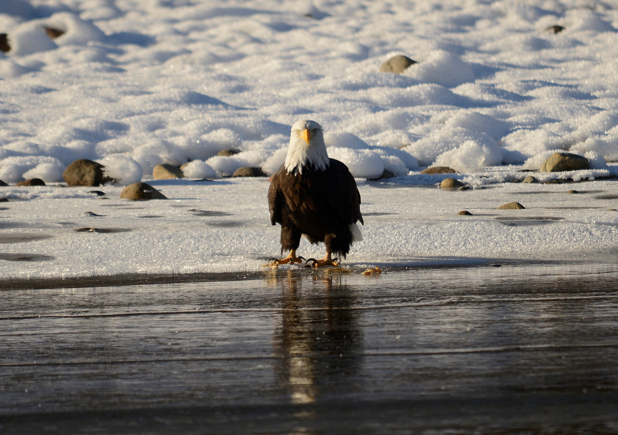 Sigma 120-400mm F4.5-5.6 DG OS HSM sample photo. () photography