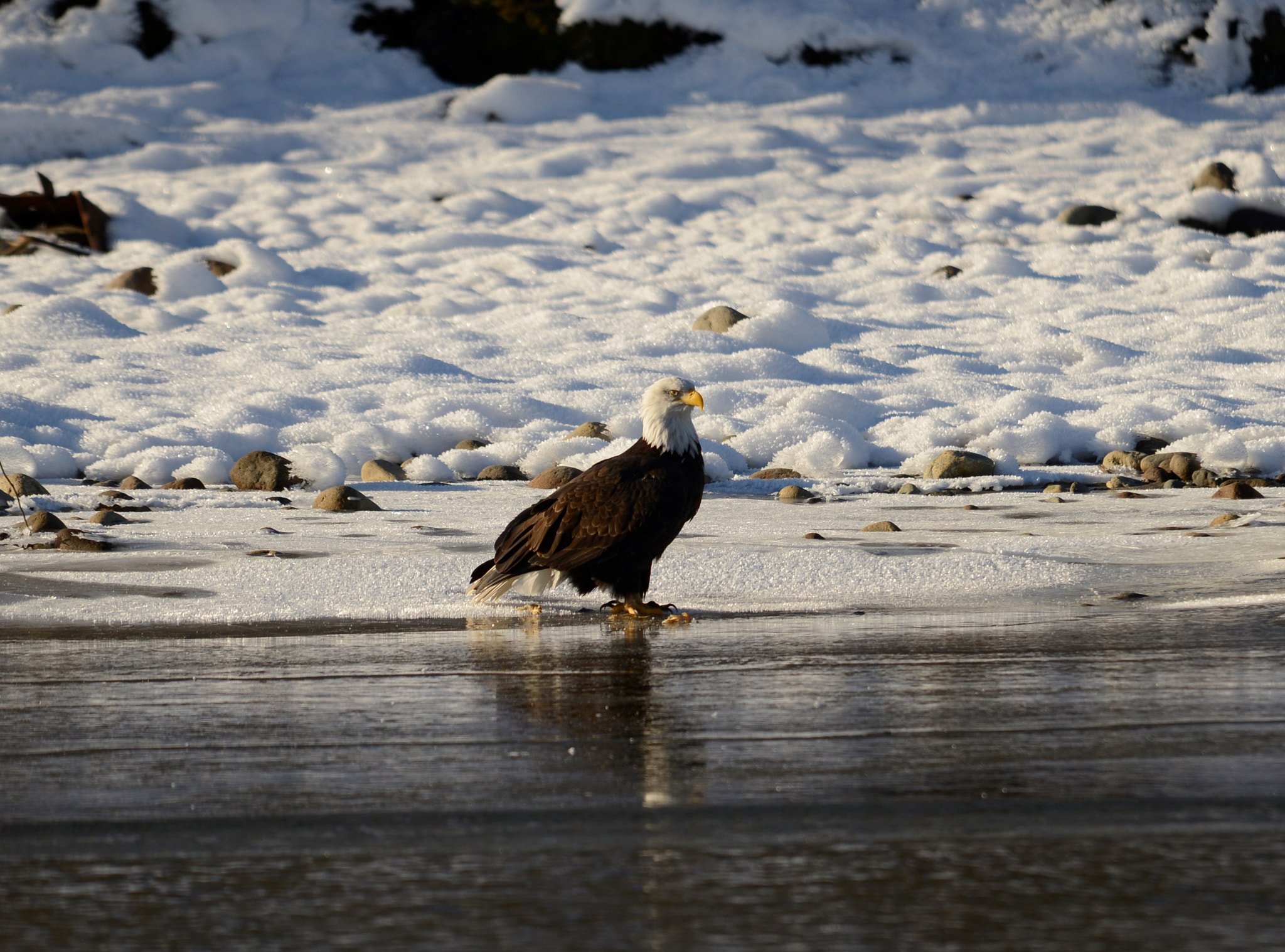 Sigma 120-400mm F4.5-5.6 DG OS HSM sample photo. () photography