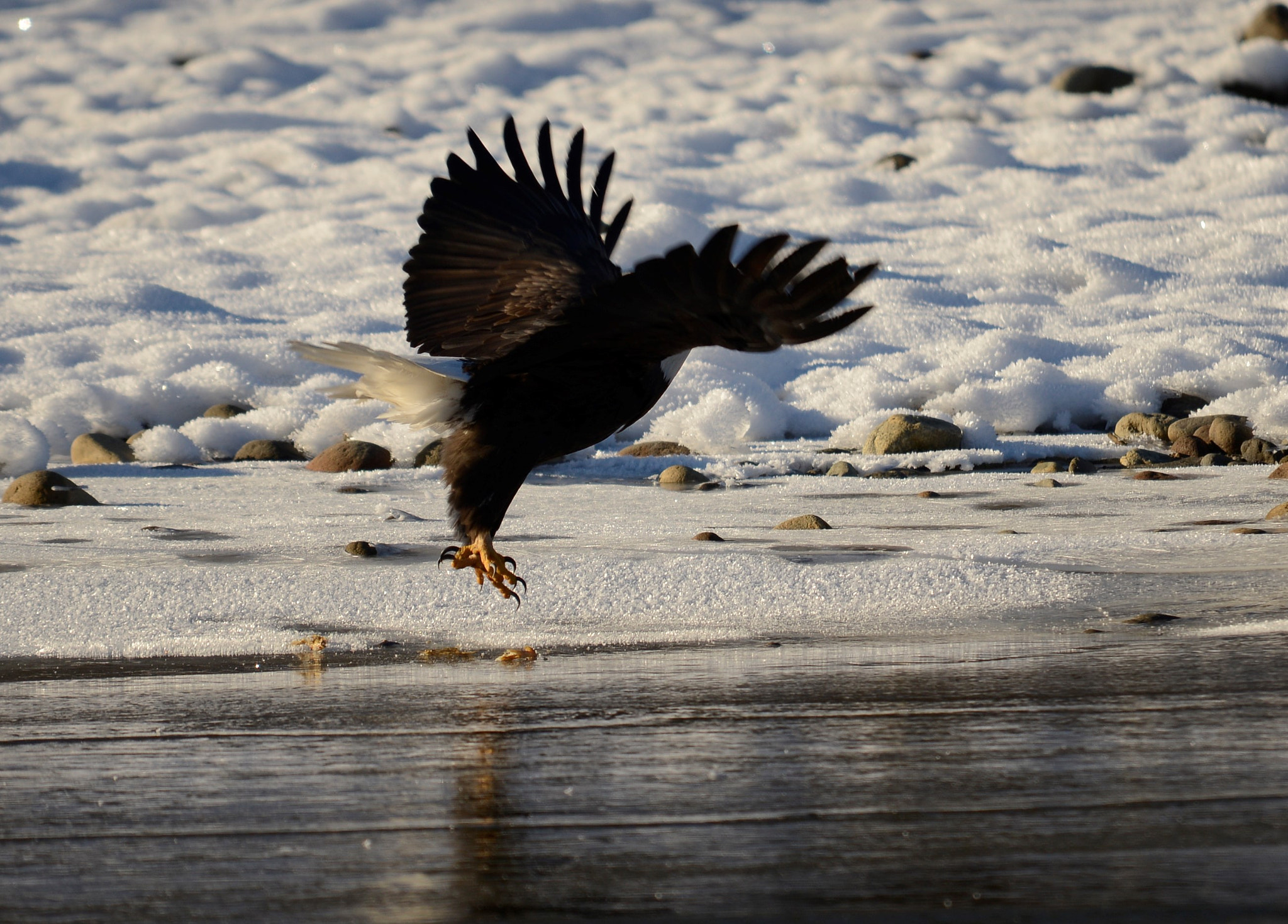 Sigma 120-400mm F4.5-5.6 DG OS HSM sample photo. () photography