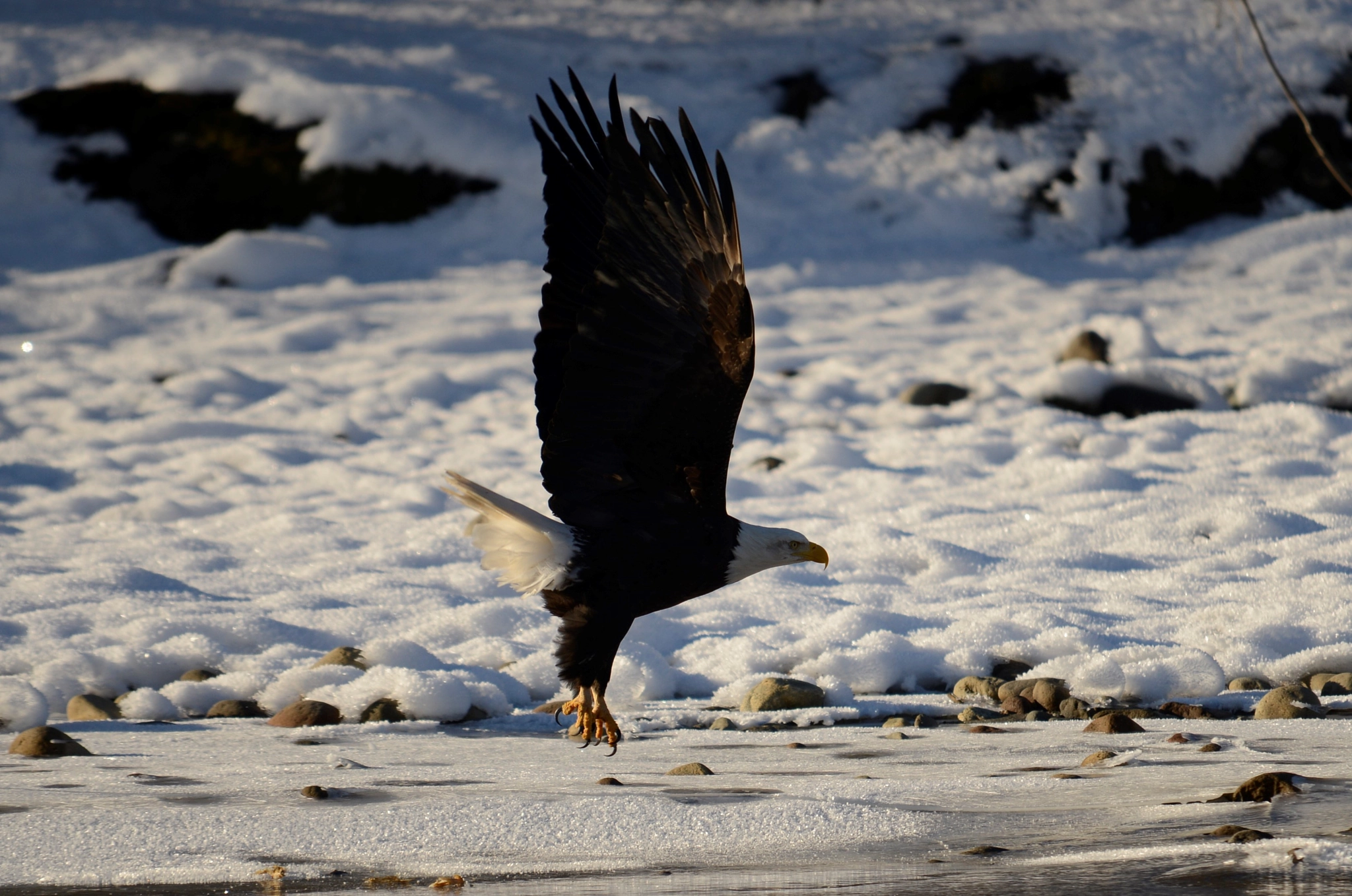 Sigma 120-400mm F4.5-5.6 DG OS HSM sample photo. () photography