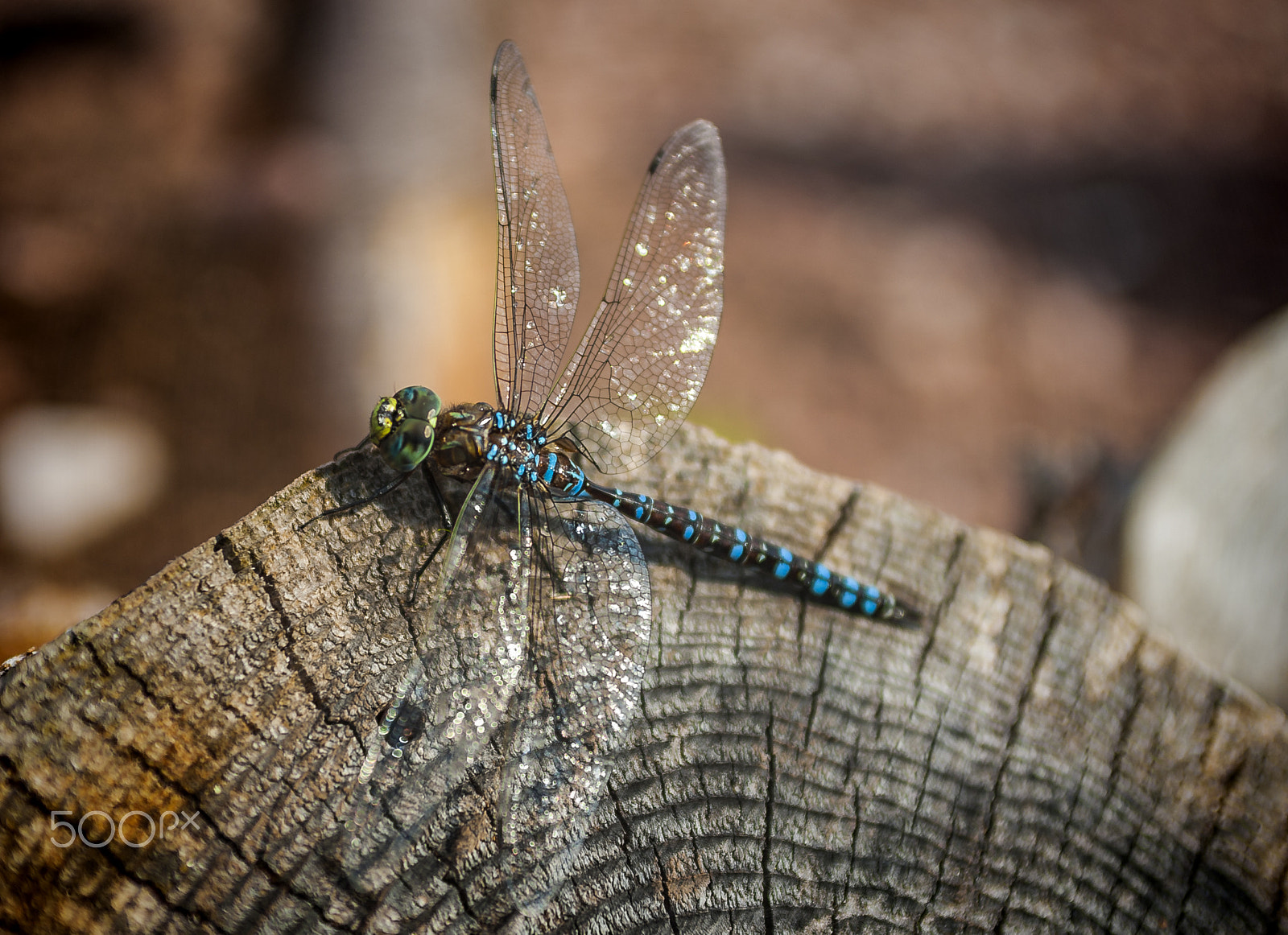 Nikon D700 + AF Zoom-Nikkor 35-70mm f/2.8D sample photo. Dragonfly photography