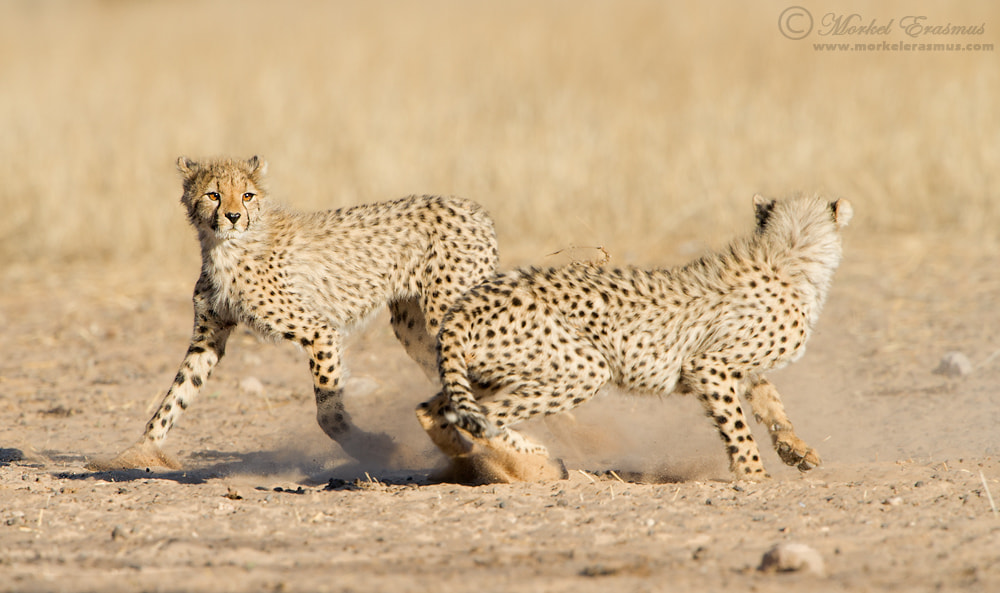 Nikon D3S + Nikon AF-S Nikkor 500mm F4G ED VR sample photo. Cheetah challenge photography