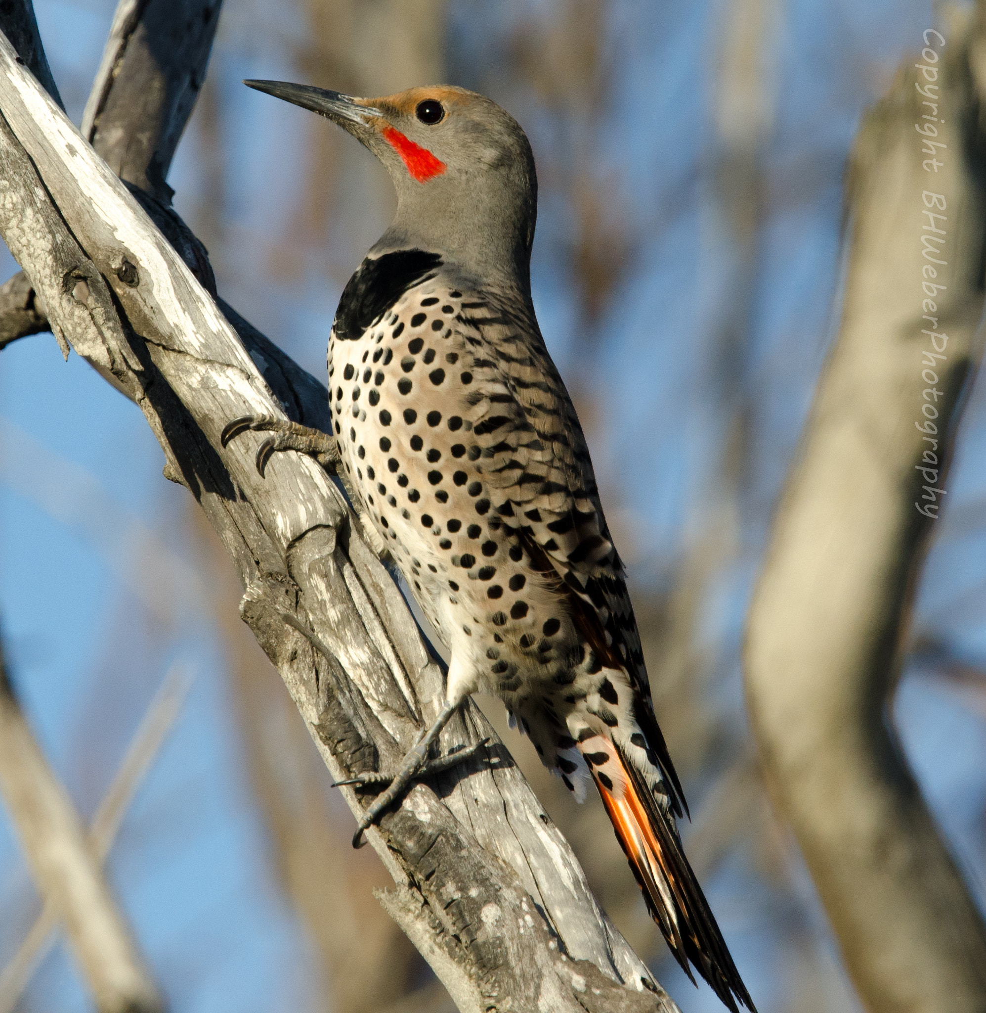 Nikon Nikkor AF-S 300mm F4E PF ED VR sample photo. Northern flicker photography
