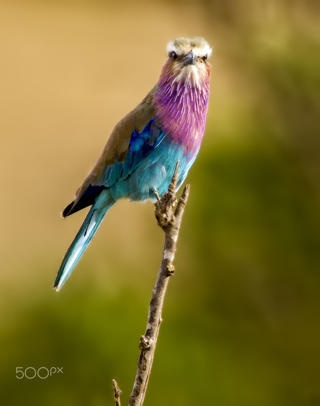 Canon EOS 50D + Canon EF 300mm F2.8L IS USM sample photo. Lilac-breasted roller photography