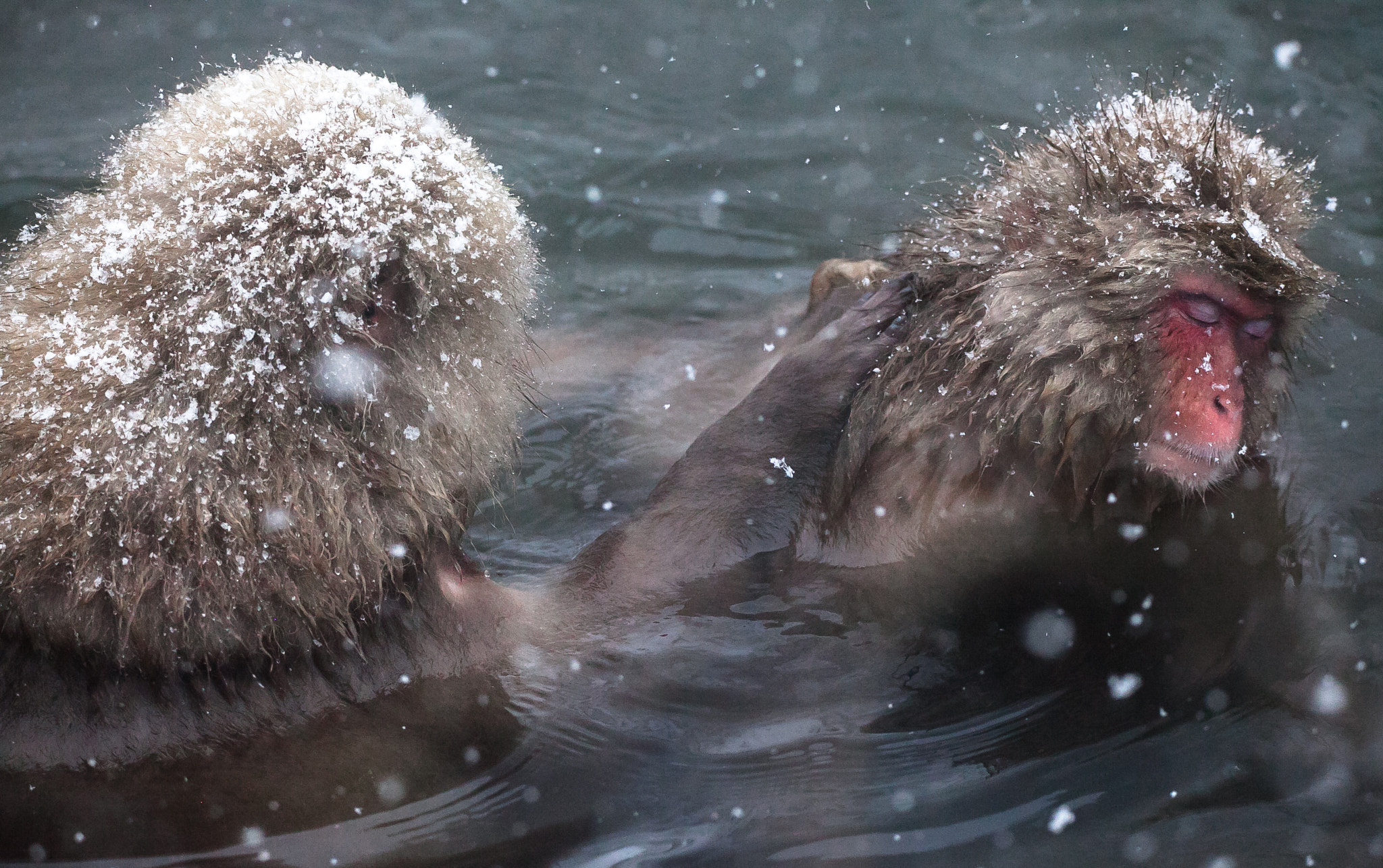 Sigma 150-600mm F5-6.3 DG OS HSM | C sample photo. Snow monkey 6 photography