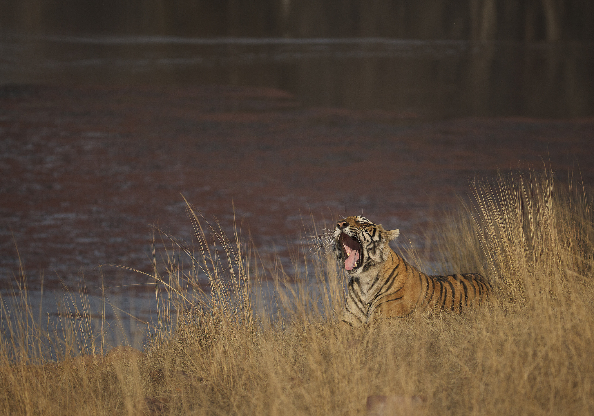 Canon EF 200-400mm F4L IS USM Extender 1.4x sample photo. One relaxed evening with the tiger photography