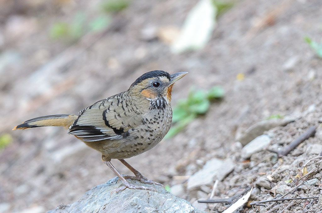 Nikon D300S + Nikon AF-S Nikkor 500mm F4G ED VR sample photo. Rufous-chinned laughingthrush photography