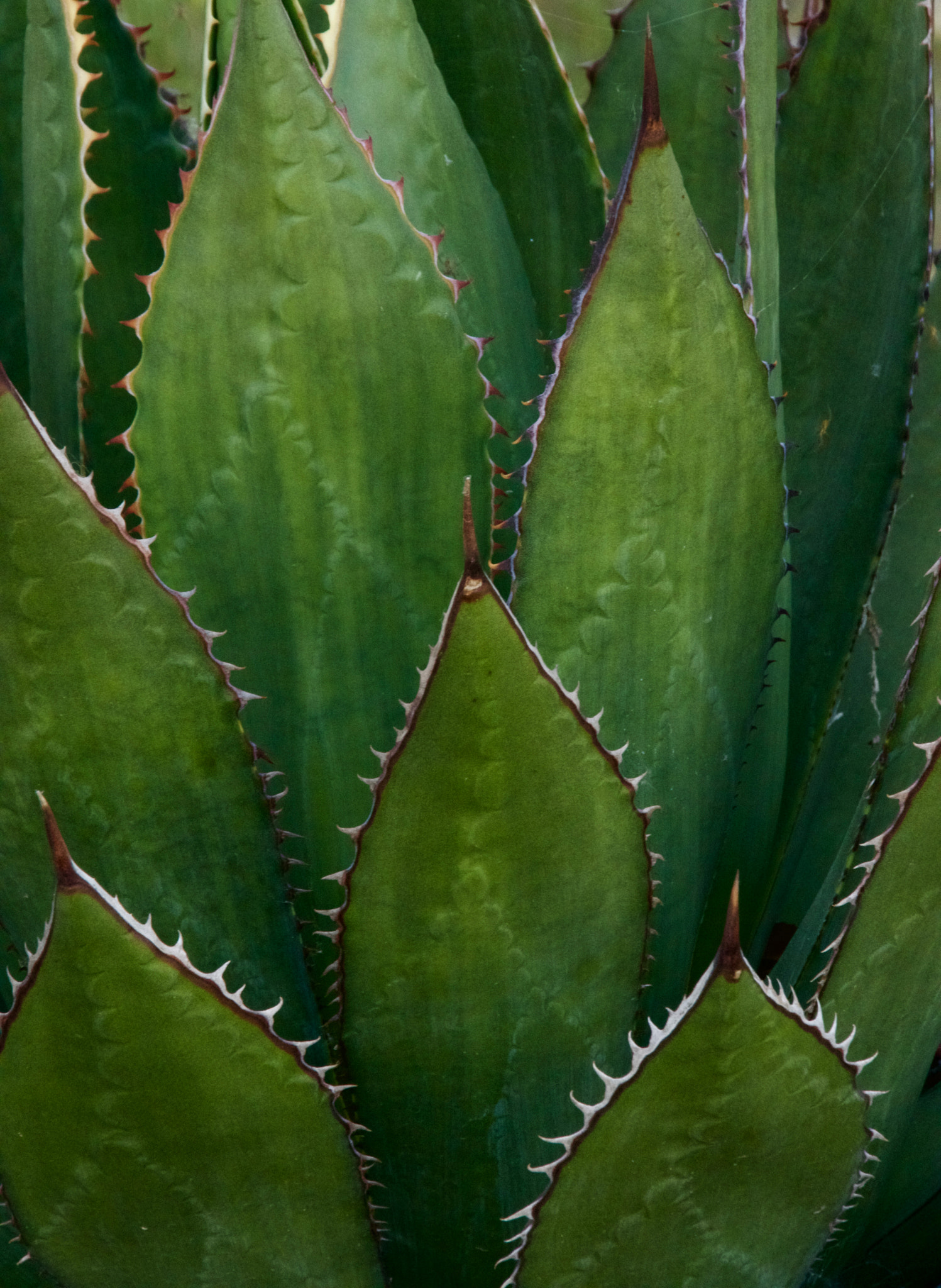 Sigma 18-250mm F3.5-6.3 DC Macro OS HSM sample photo. Cactus photography