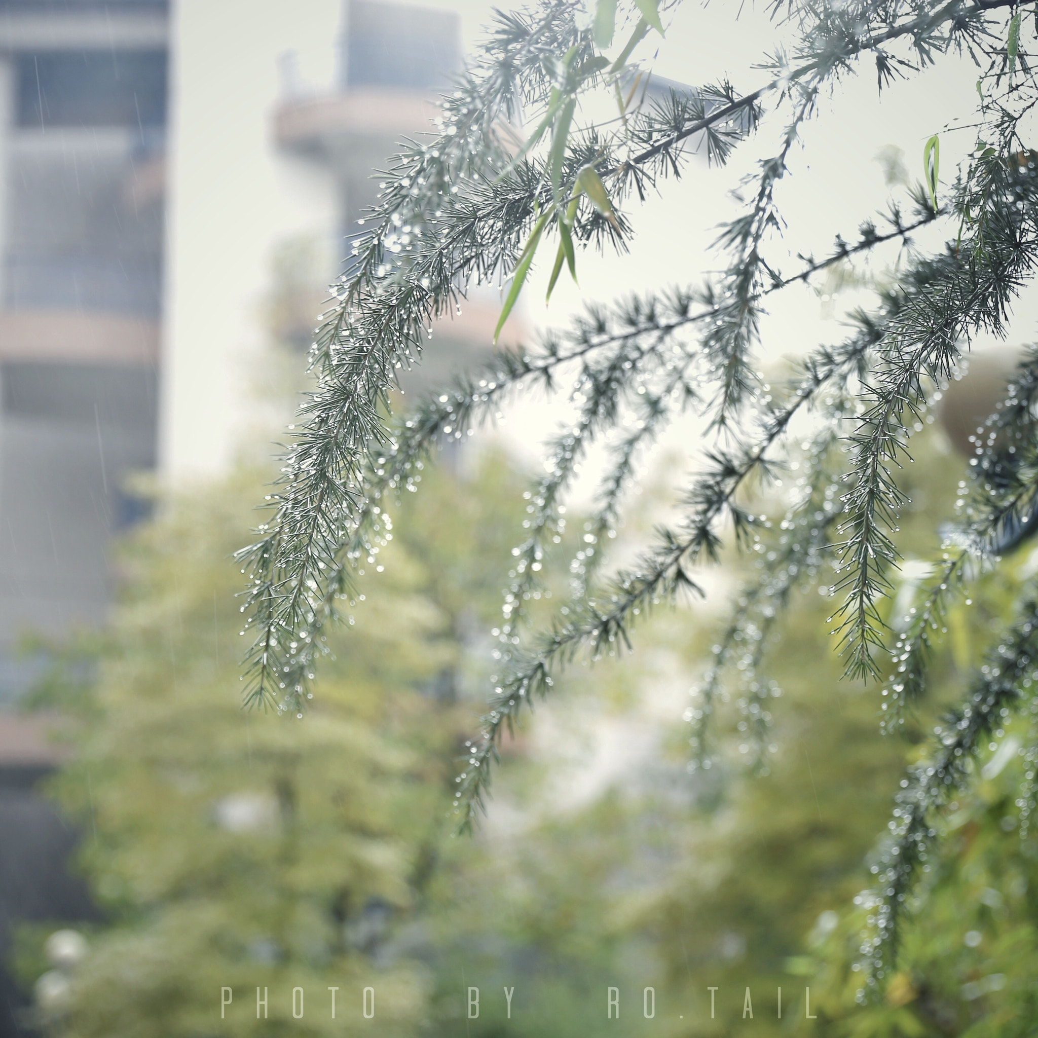 Canon EF 24-70mm F2.8L II USM sample photo