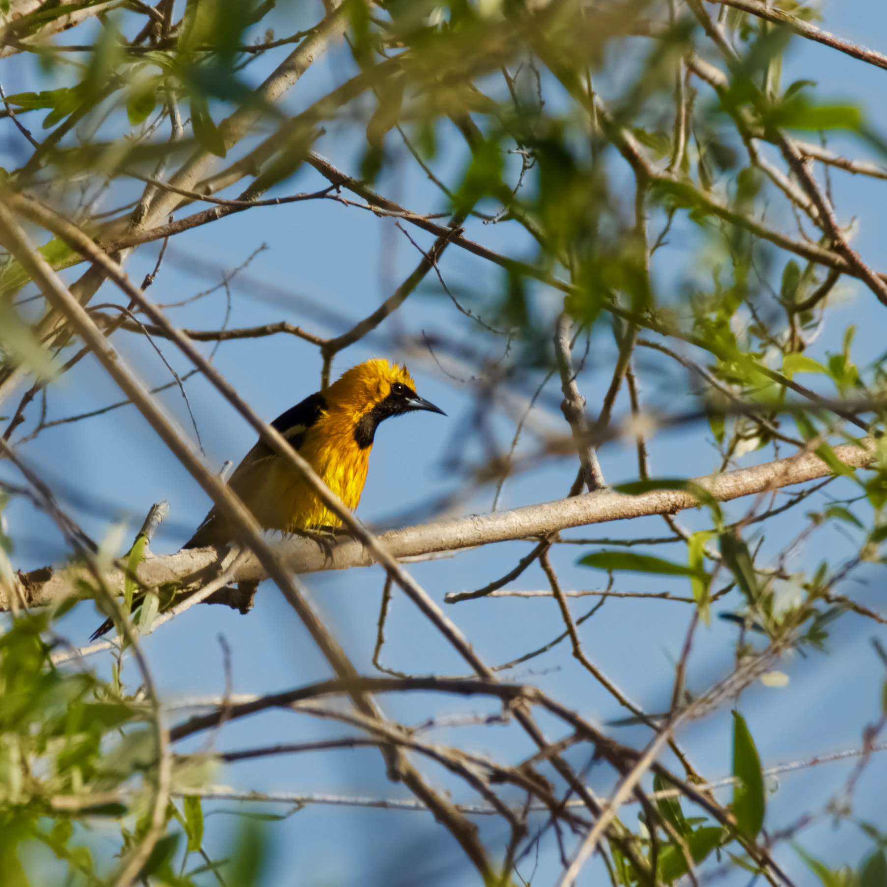 Sigma 18-250mm F3.5-6.3 DC Macro OS HSM sample photo. Hooded oriole photography