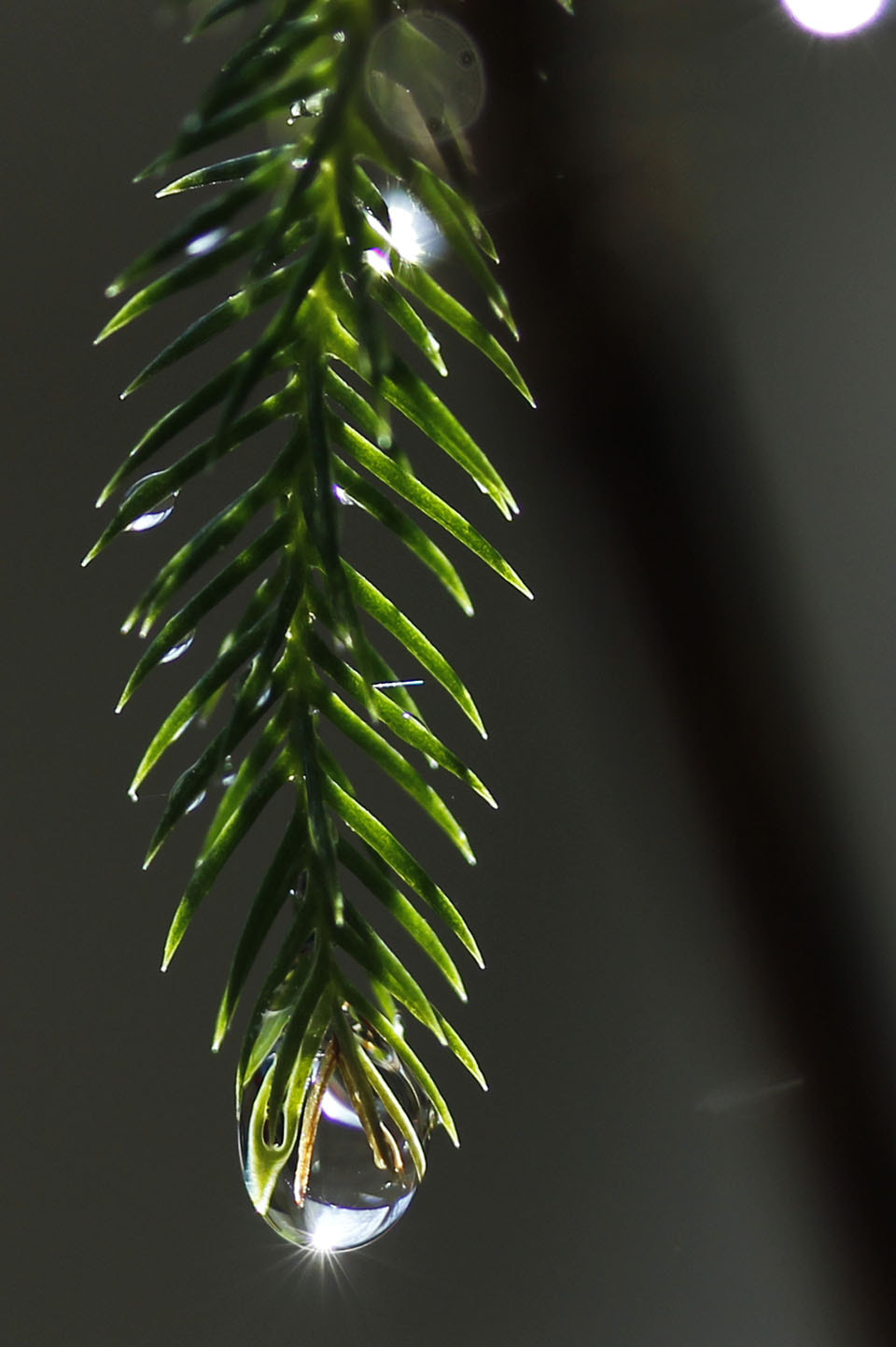 Canon EF-S 60mm F2.8 Macro USM sample photo. Droplet photography