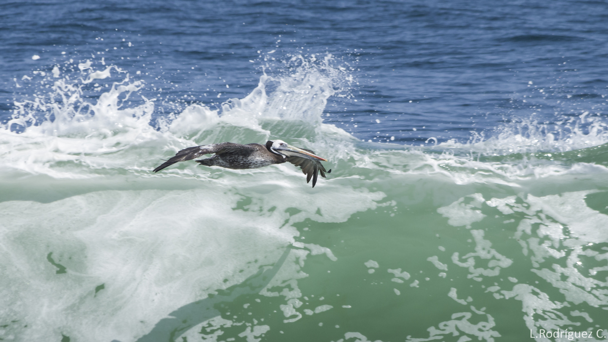 smc PENTAX-DA L 55-300mm F4-5.8 ED sample photo. Surfer pelican photography